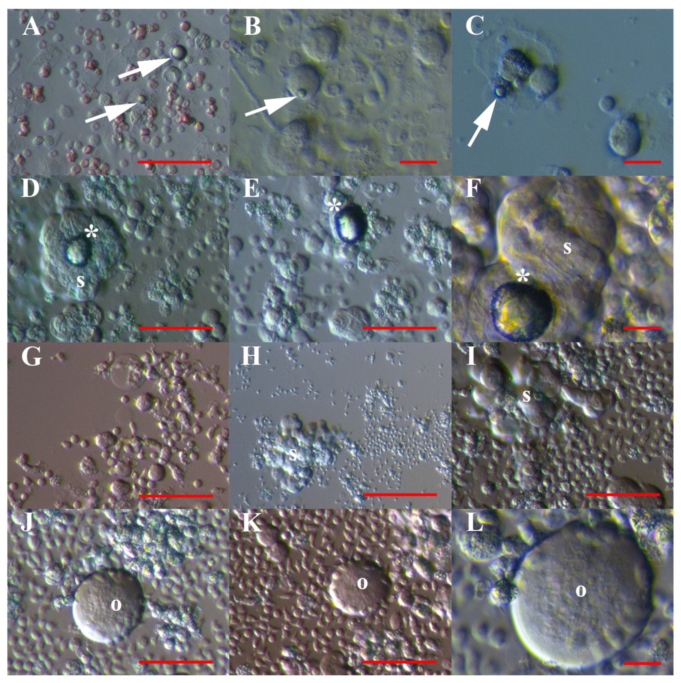 Cells 08 00706 g002 Cells 08 00706 g002