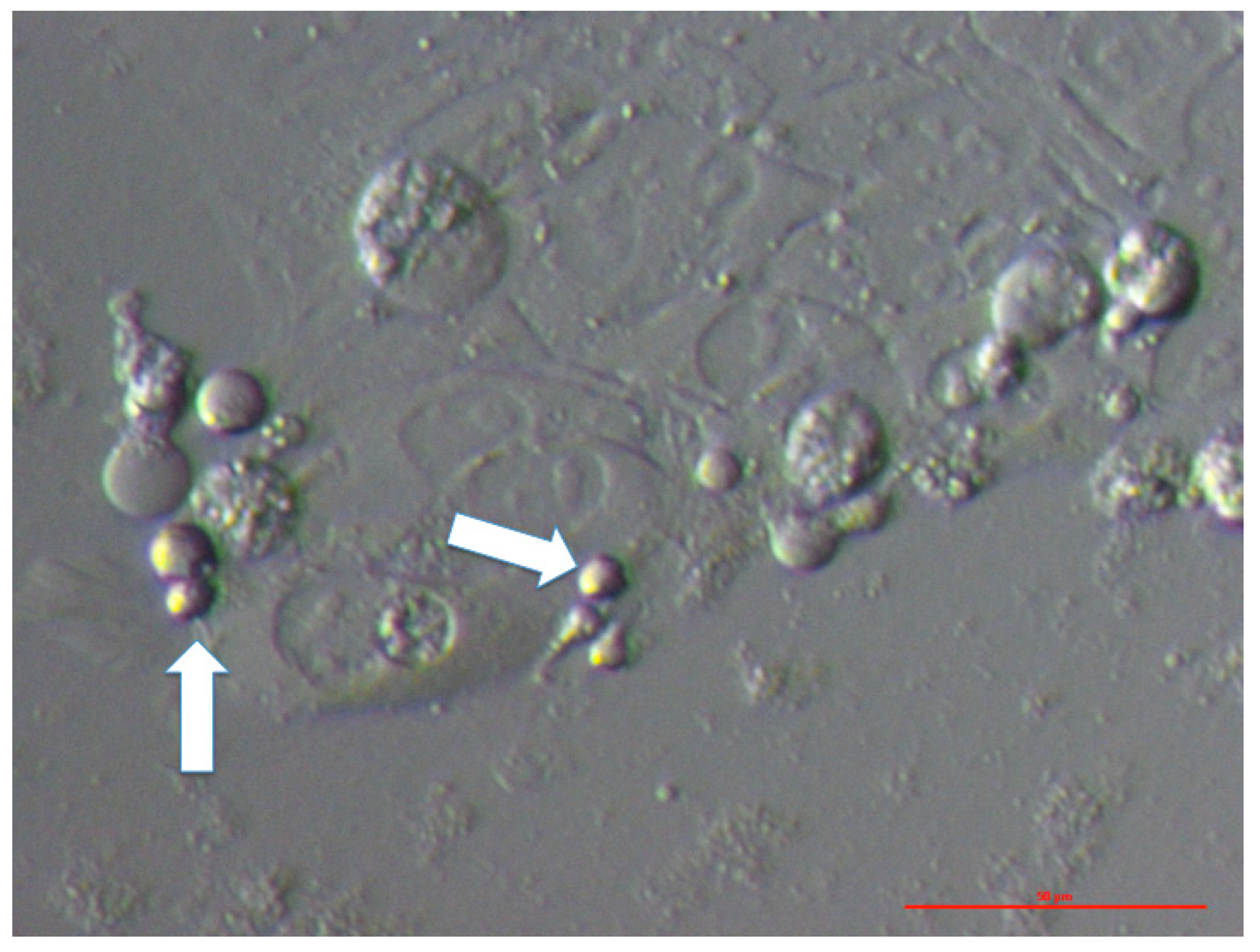 Cells 08 00706 g003 Cells 08 00706 g003