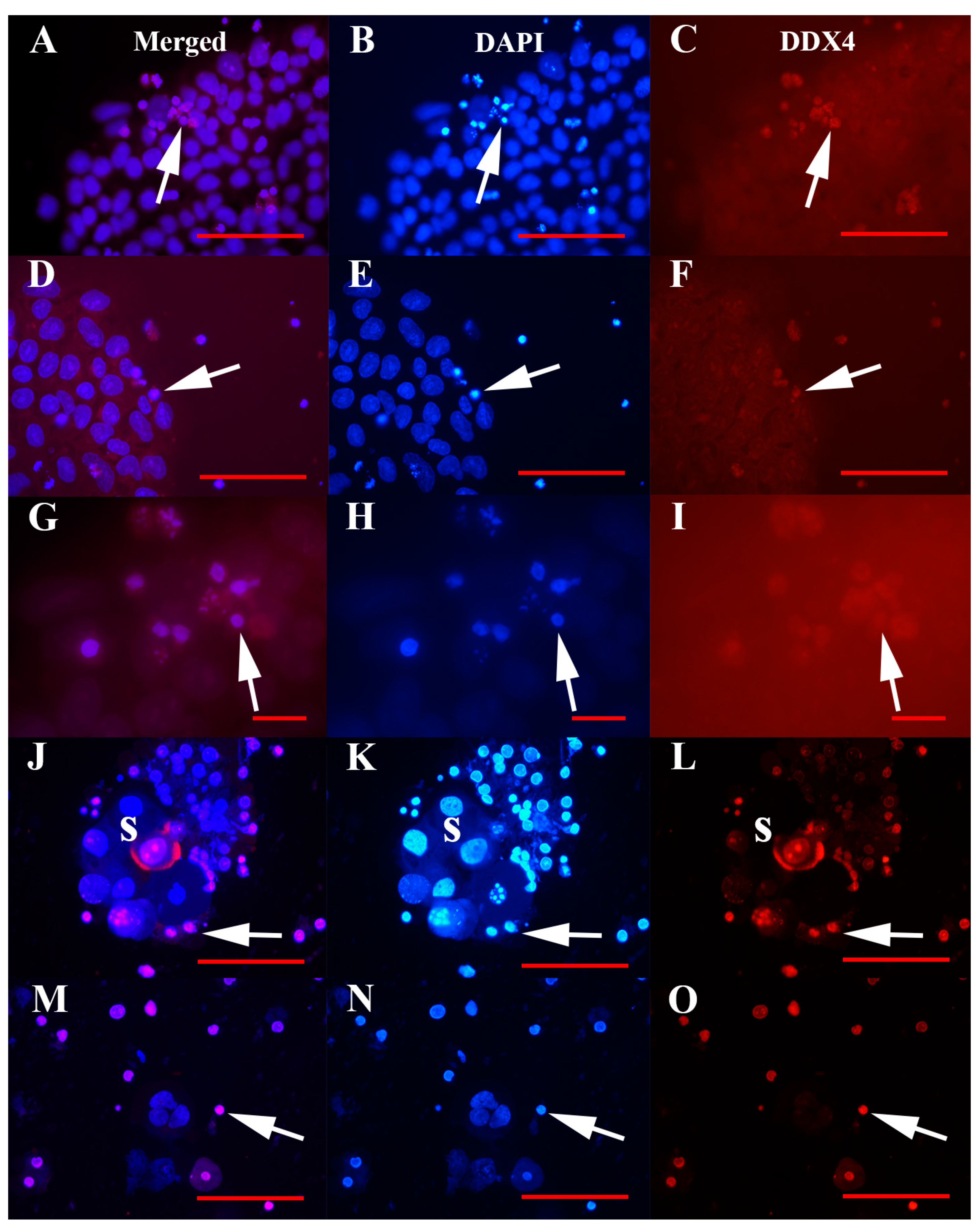 Cells 08 00706 g005 Cells 08 00706 g005