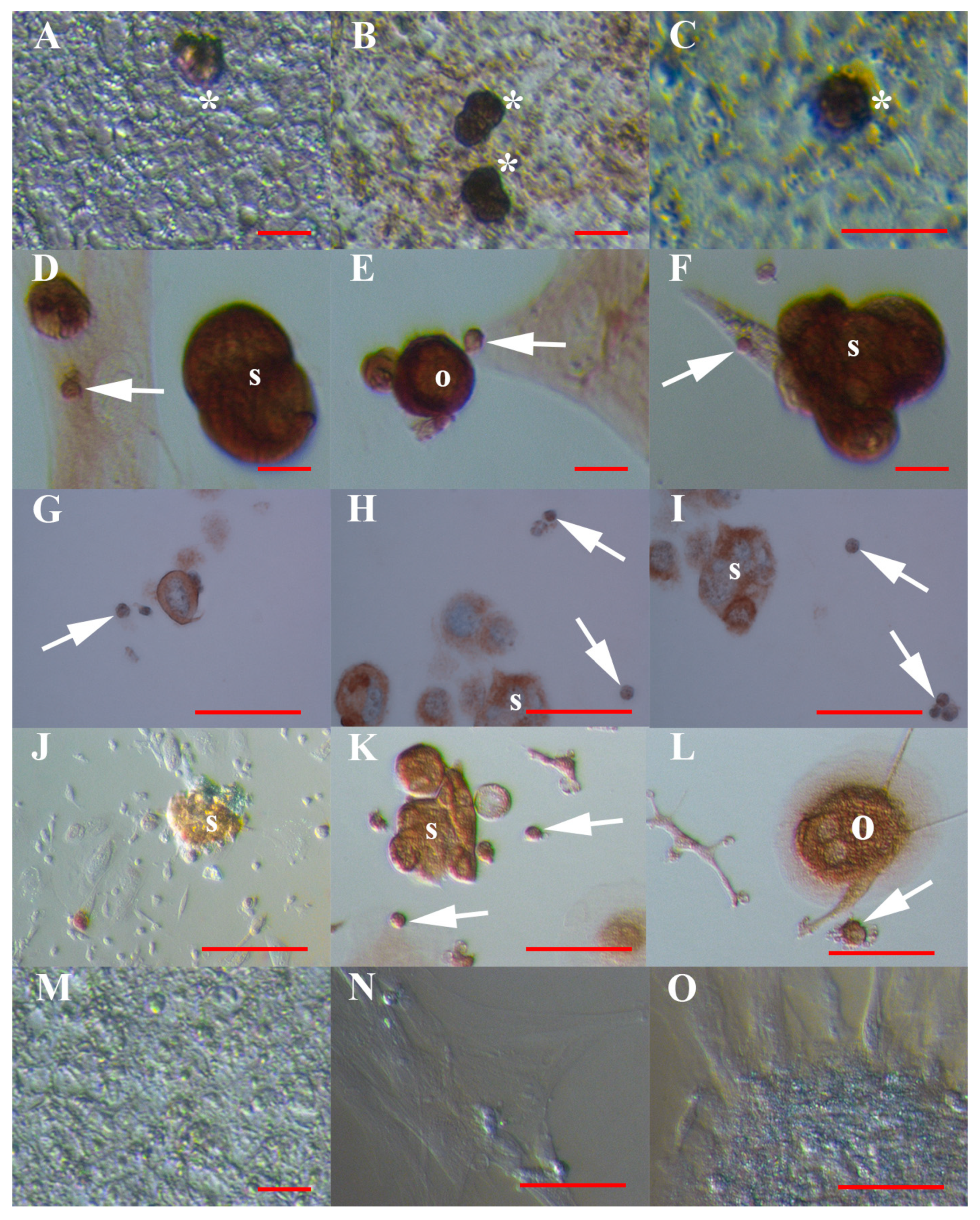 Cells 08 00706 g006 Cells 08 00706 g006