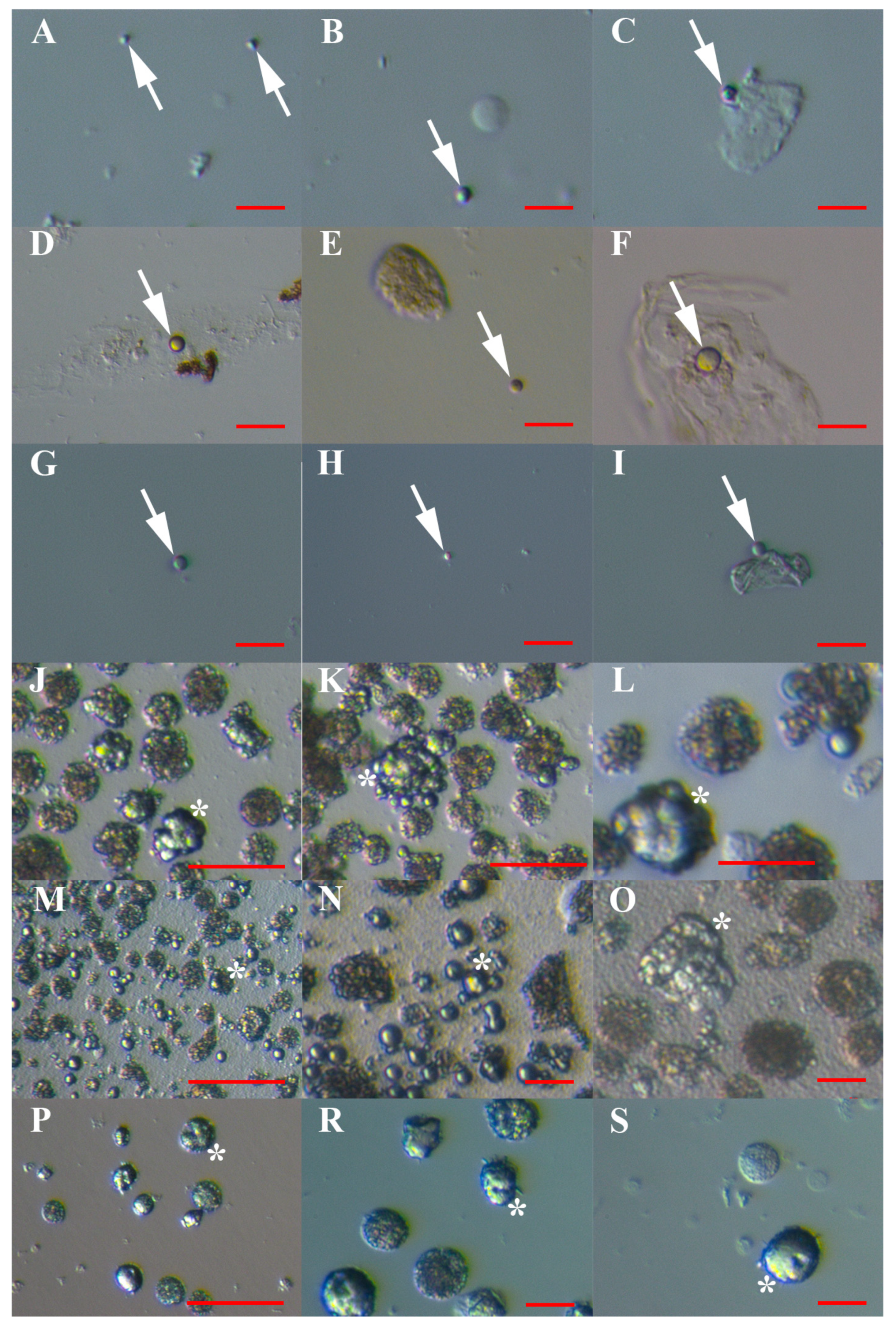 Cells 08 00706 g008 Cells 08 00706 g008