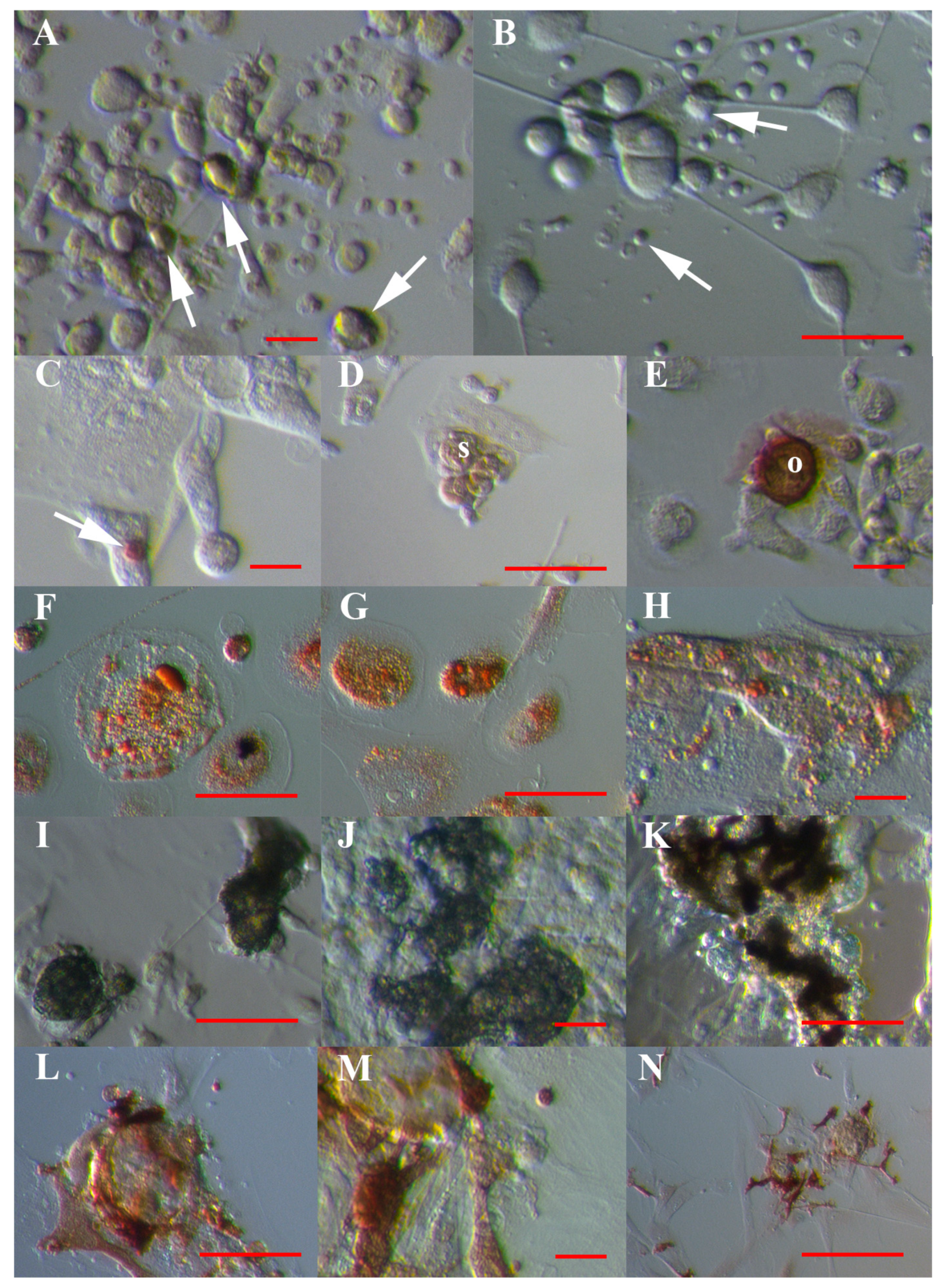 Cells 08 00706 g009 Cells 08 00706 g009