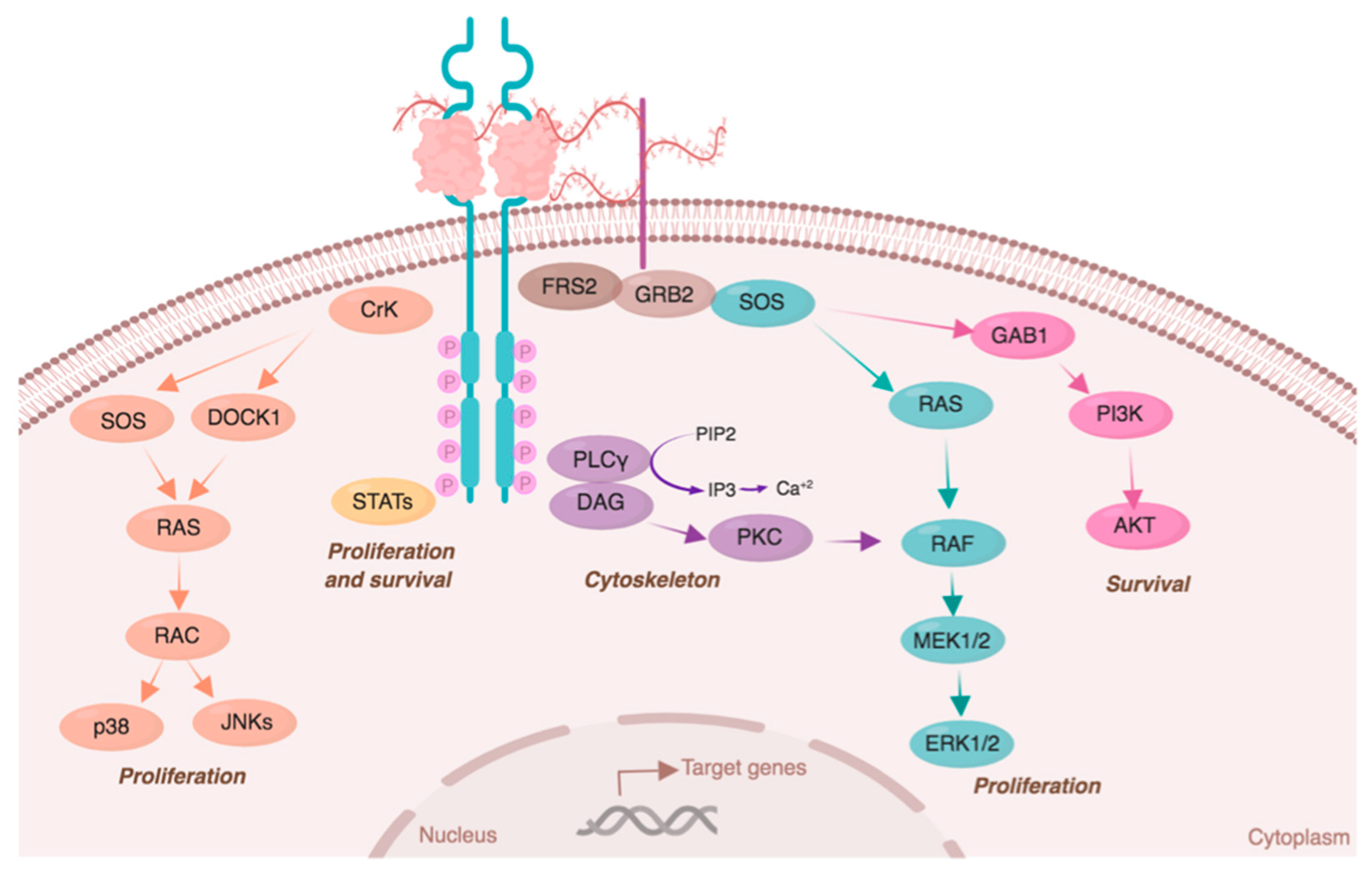Cells 08 00715 g003 Cells 08 00715 g003