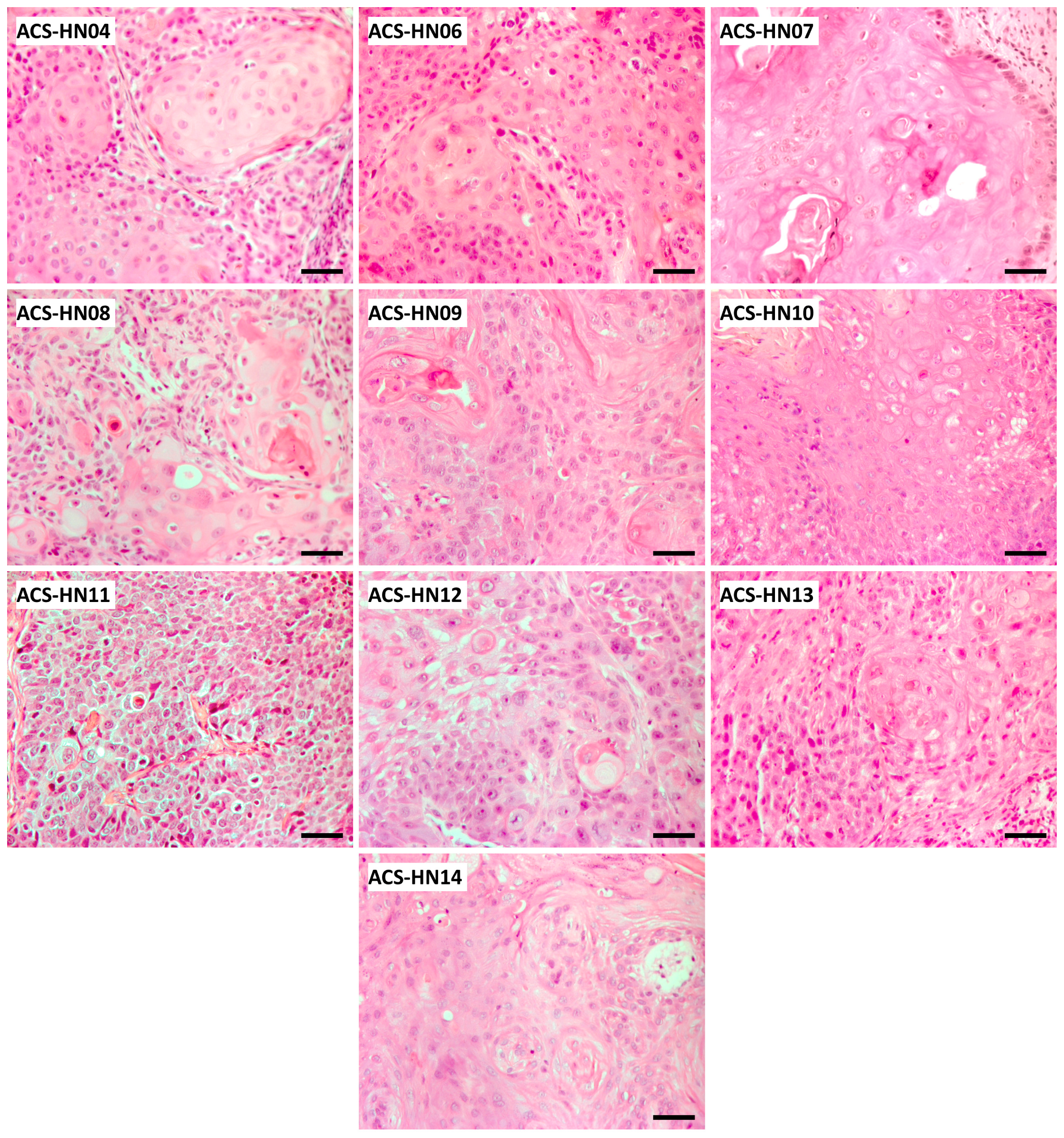 Cells 08 00717 g001