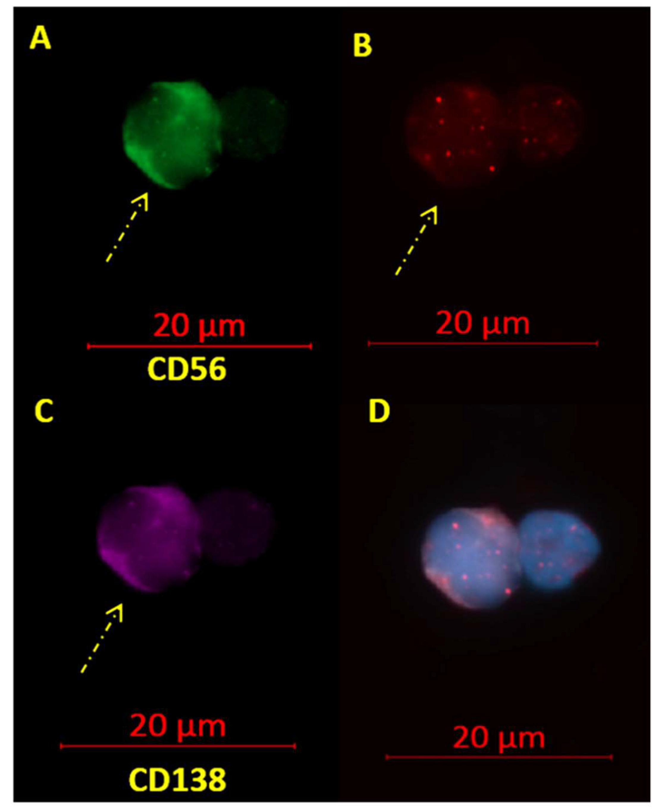Cells 08 00723 g001