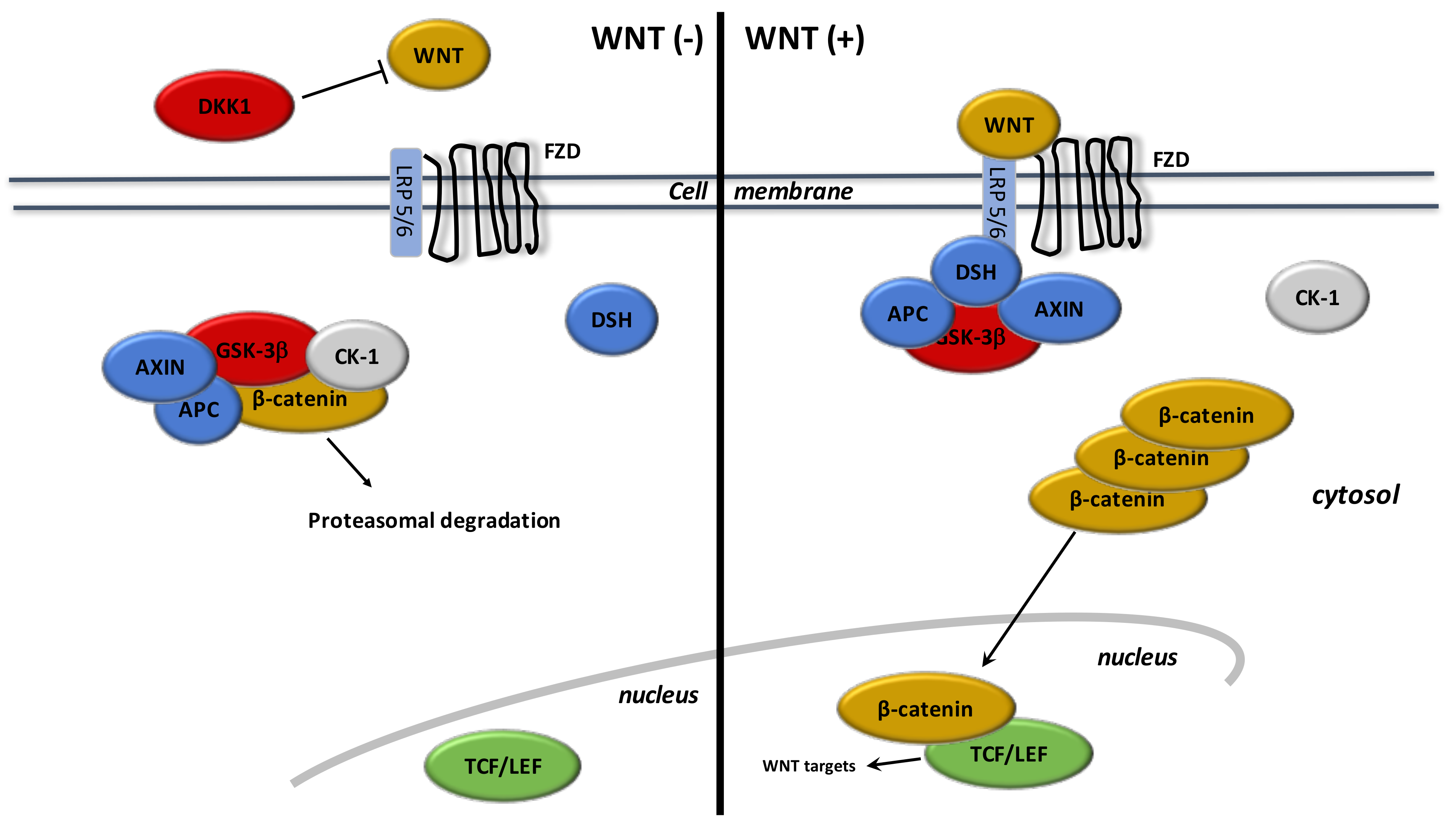 Cells 08 00726 g002 Cells 08 00726 g002