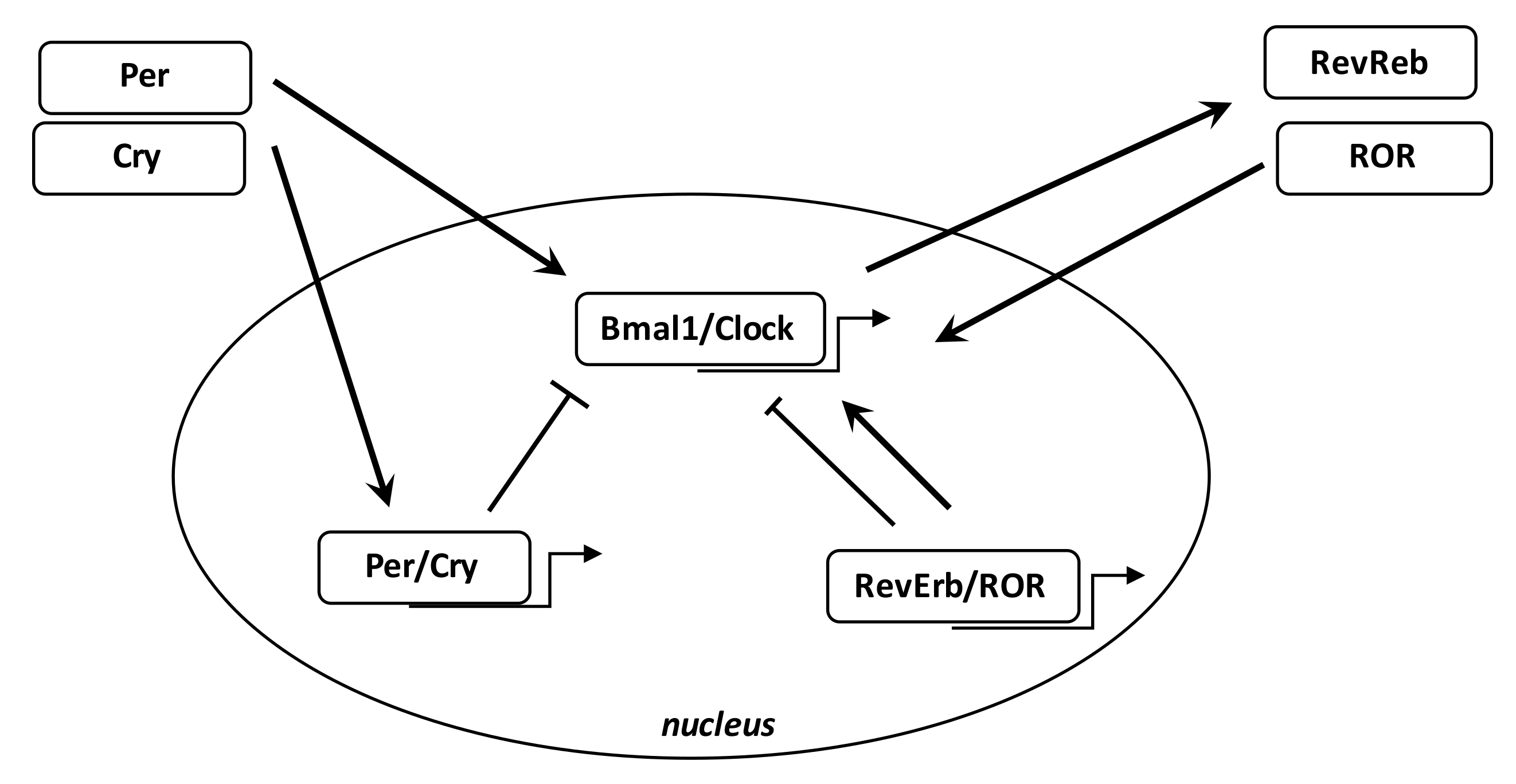 Cells 08 00726 g003 Cells 08 00726 g003