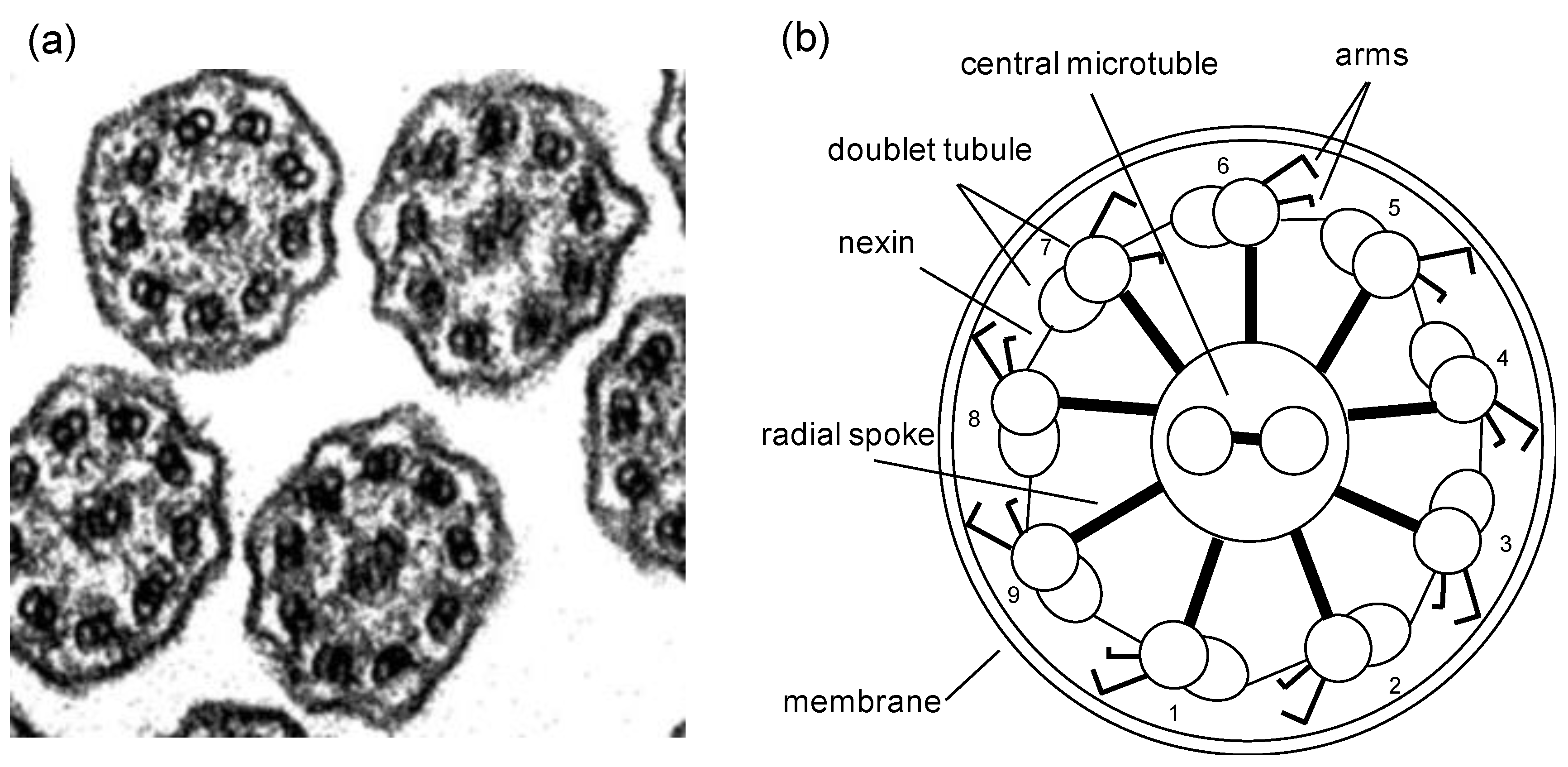 Cells 08 00736 g003 Cells 08 00736 g003