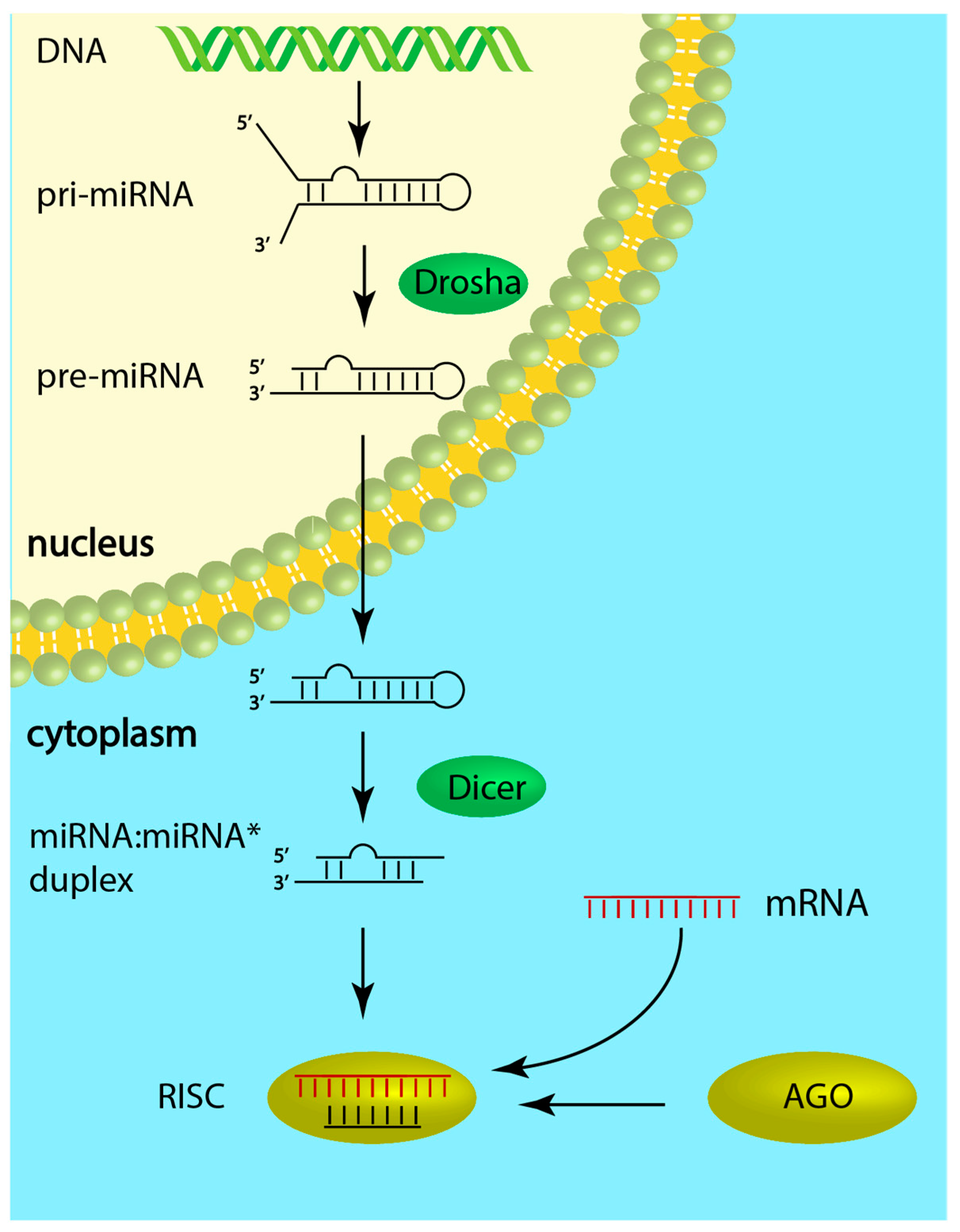 Cells 08 00737 g001 Cells 08 00737 g001