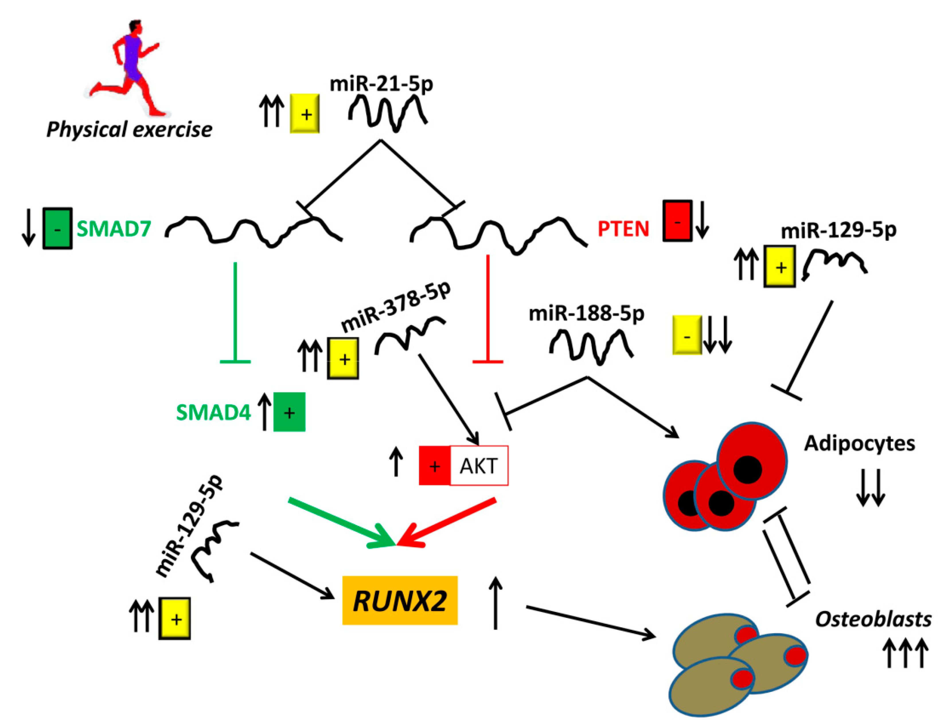 Cells 08 00742 g005 Cells 08 00742 g005