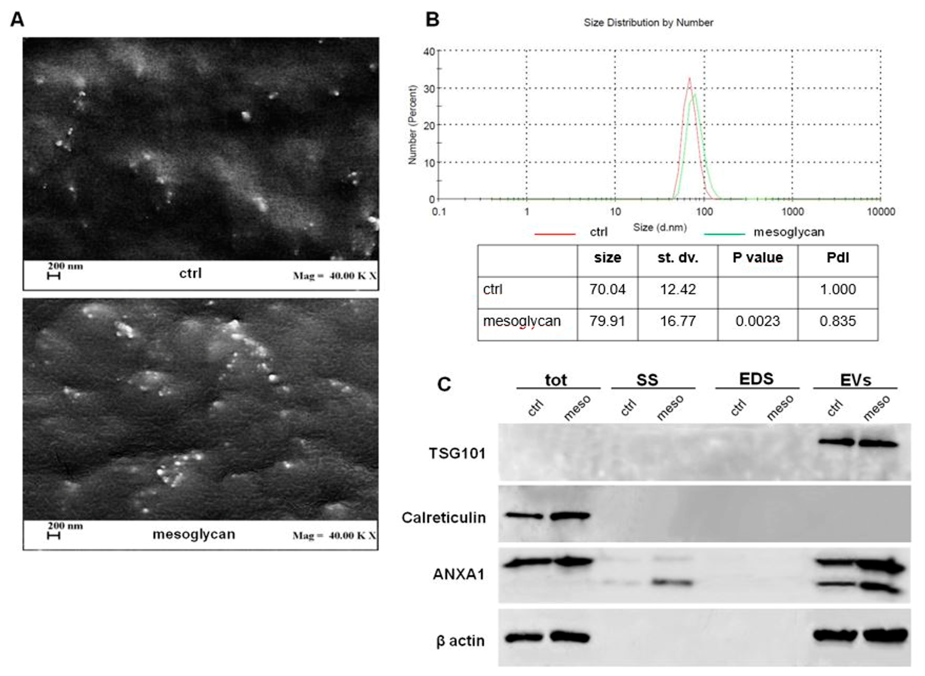 Cells 08 00753 g001 Cells 08 00753 g001