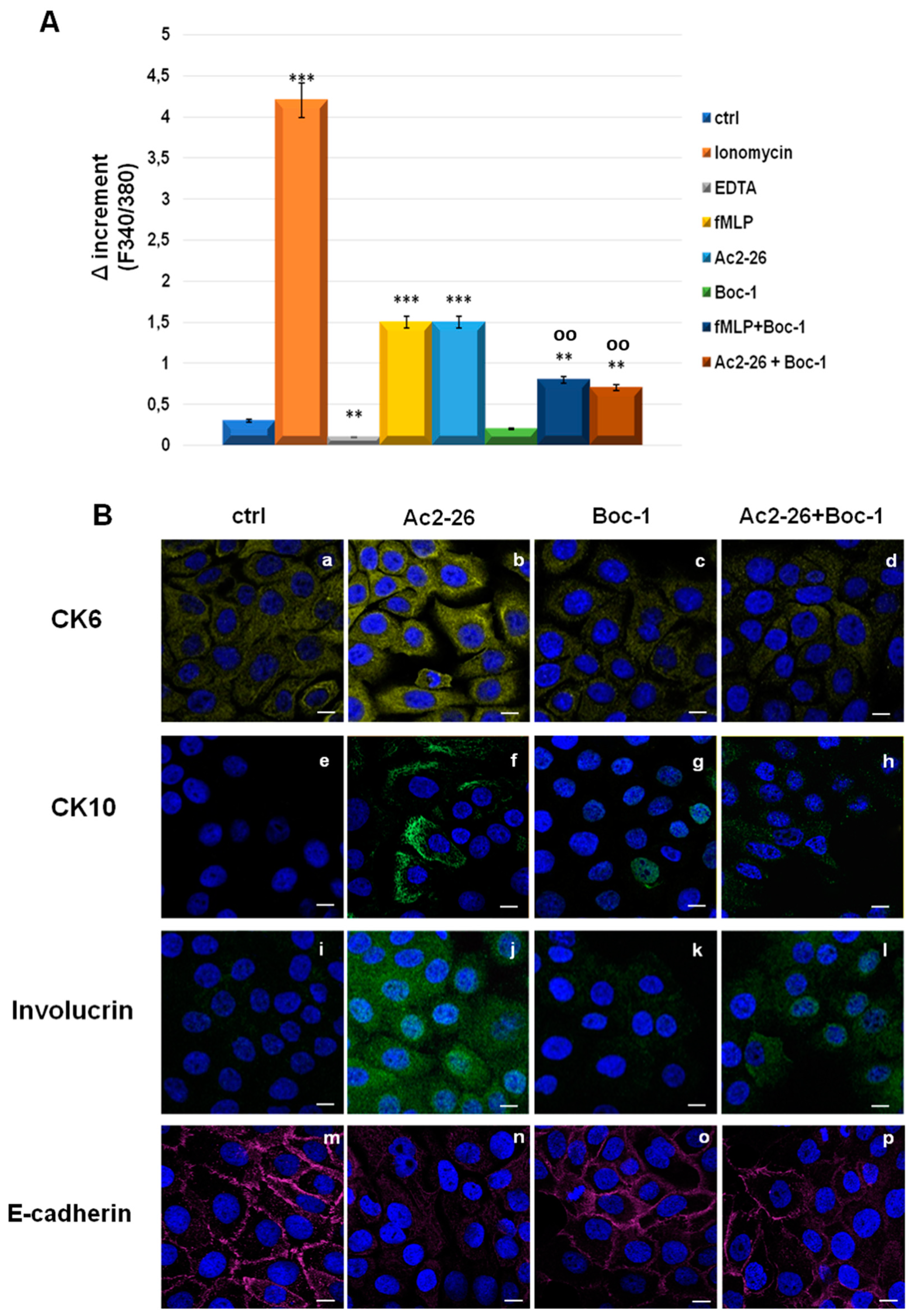 Cells 08 00753 g005 Cells 08 00753 g005