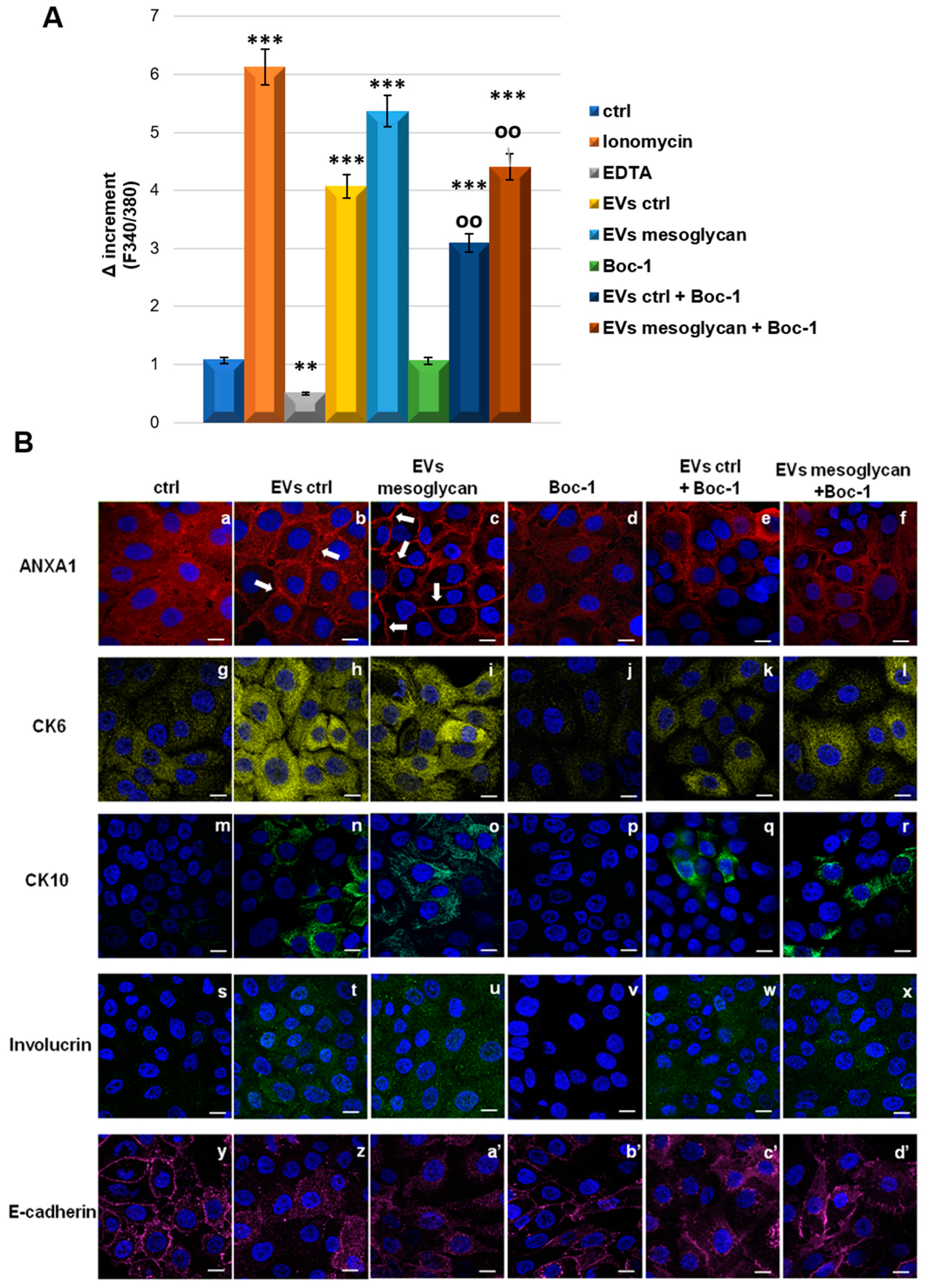 Cells 08 00753 g007 Cells 08 00753 g007