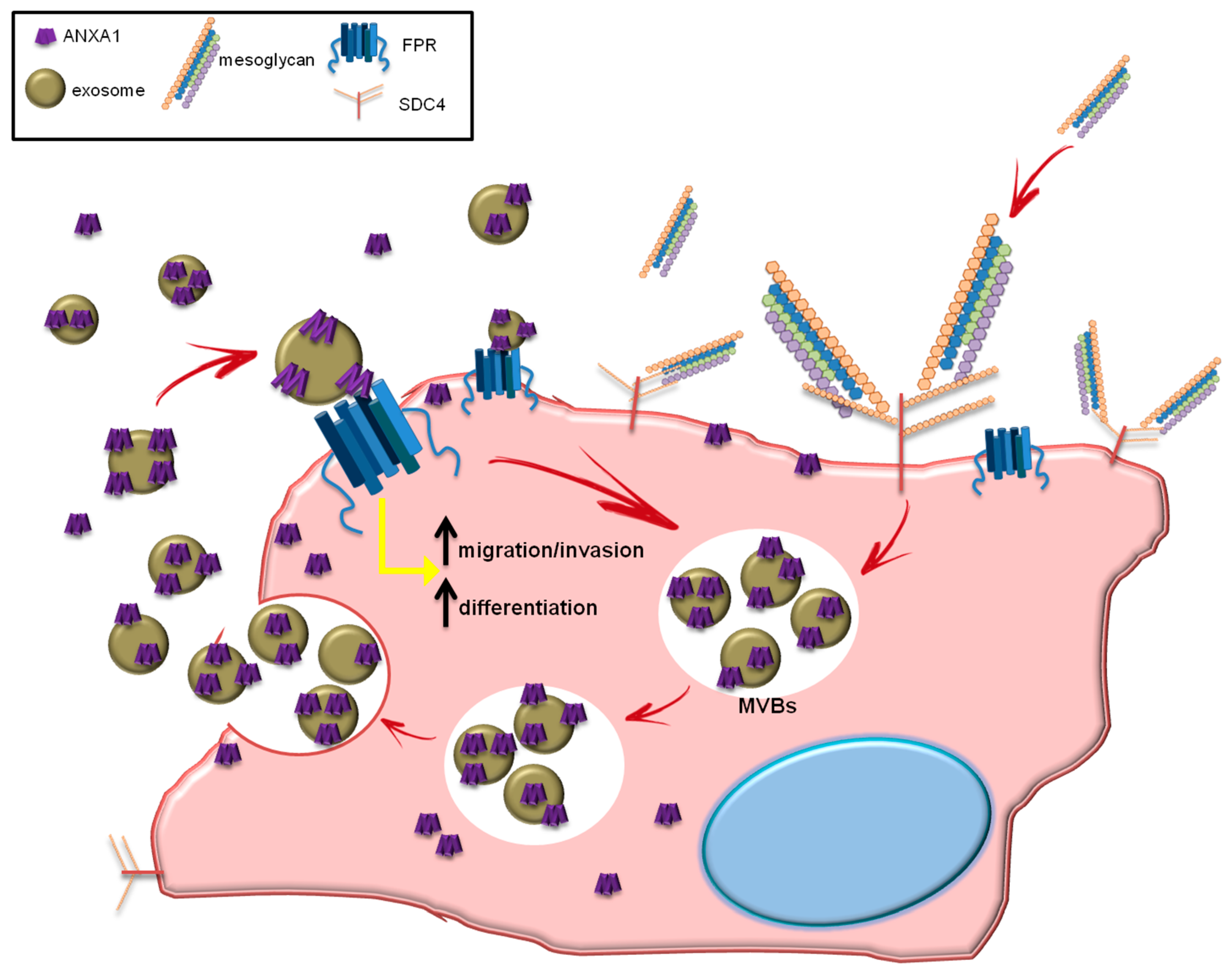 Cells 08 00753 g008 Cells 08 00753 g008