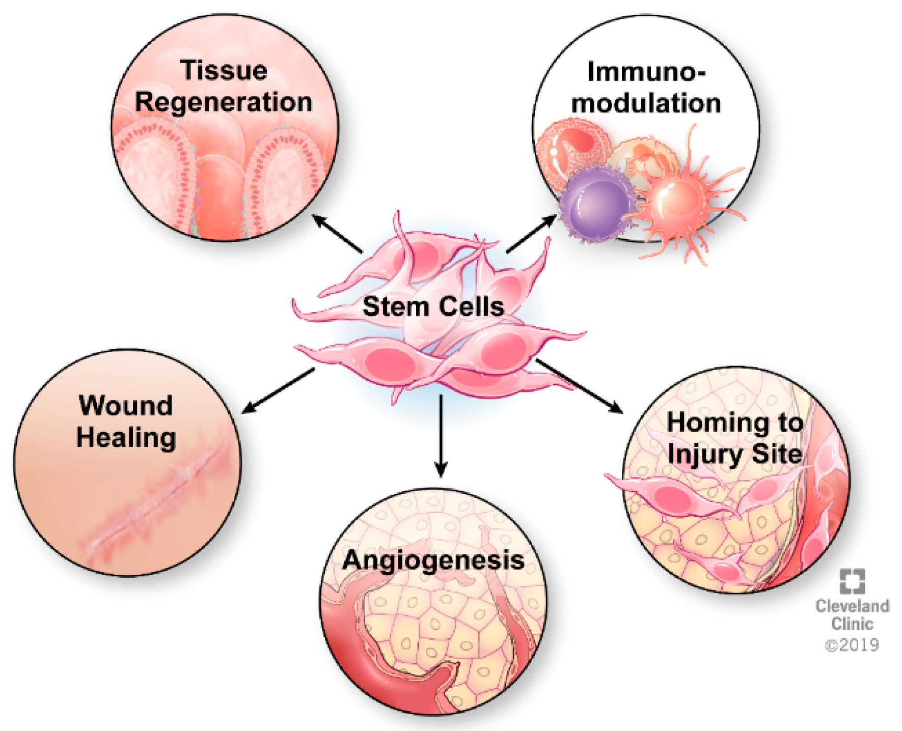 Cells 08 00764 g001 Cells 08 00764 g001