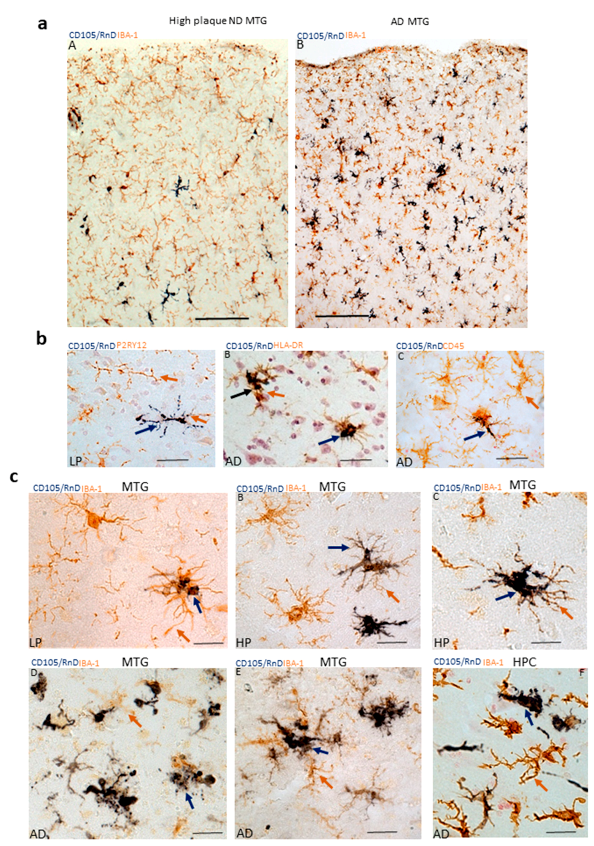 Cells 08 00766 g004 Cells 08 00766 g004