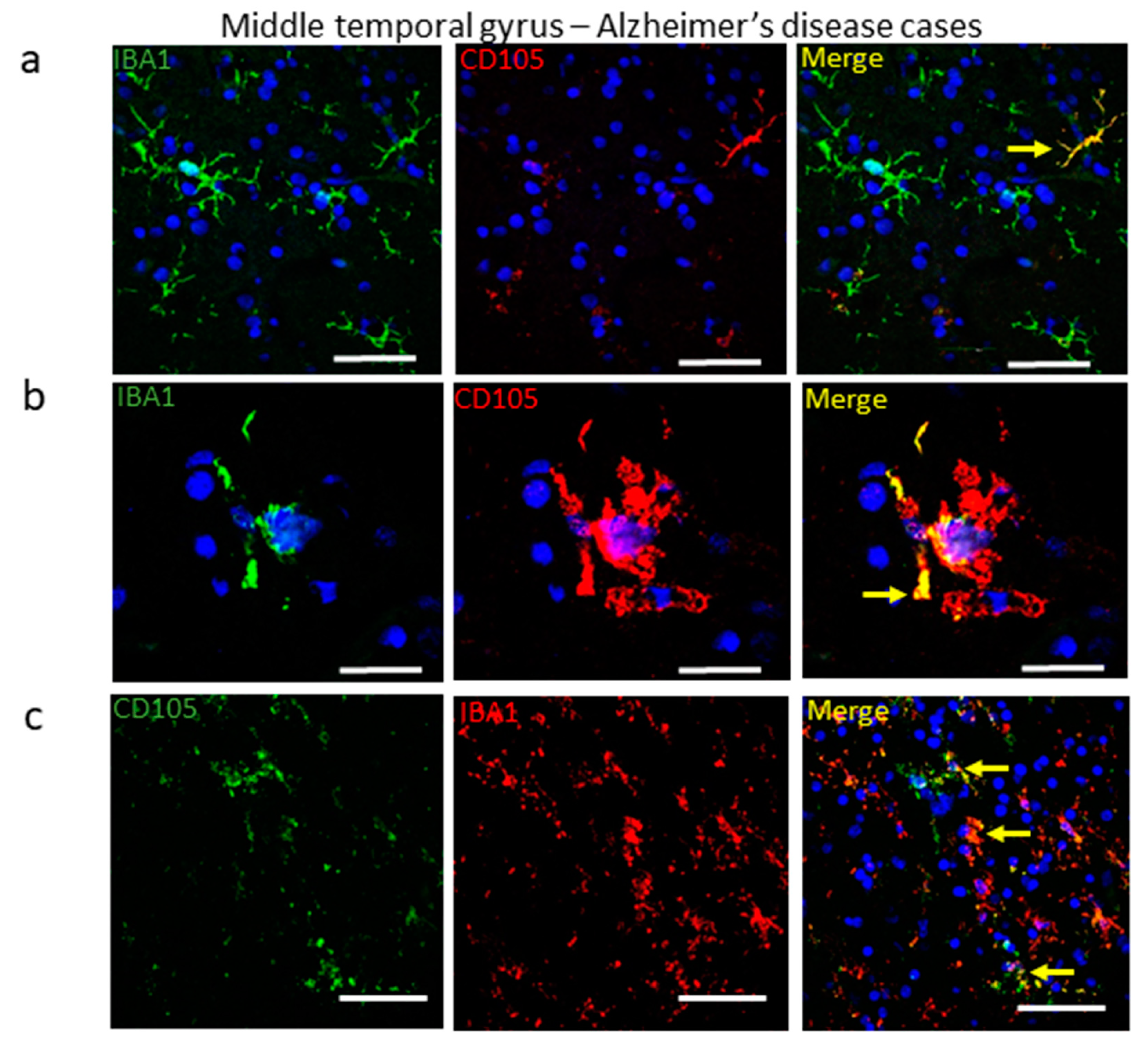 Cells 08 00766 g005 Cells 08 00766 g005