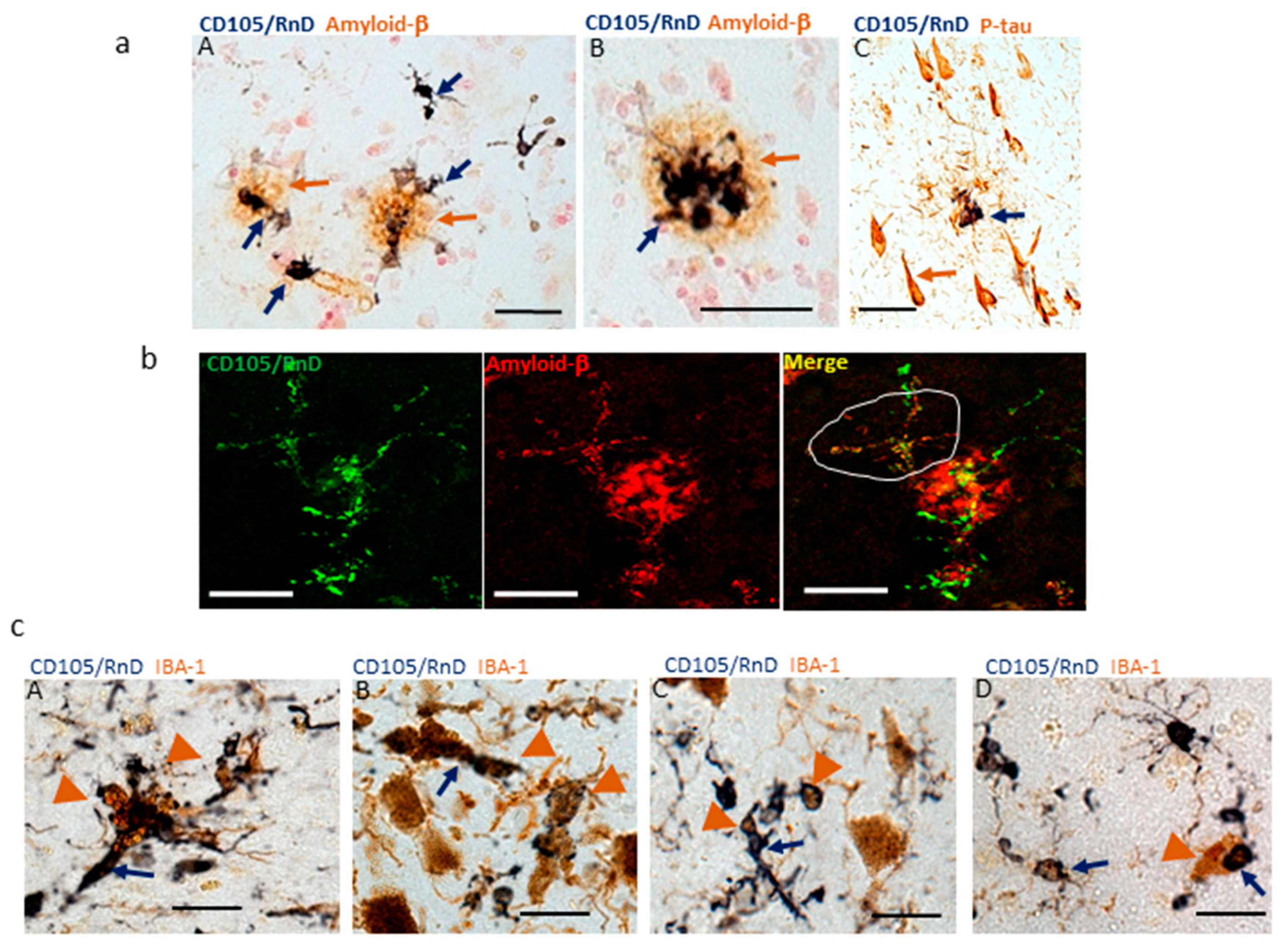 Cells 08 00766 g007 Cells 08 00766 g007