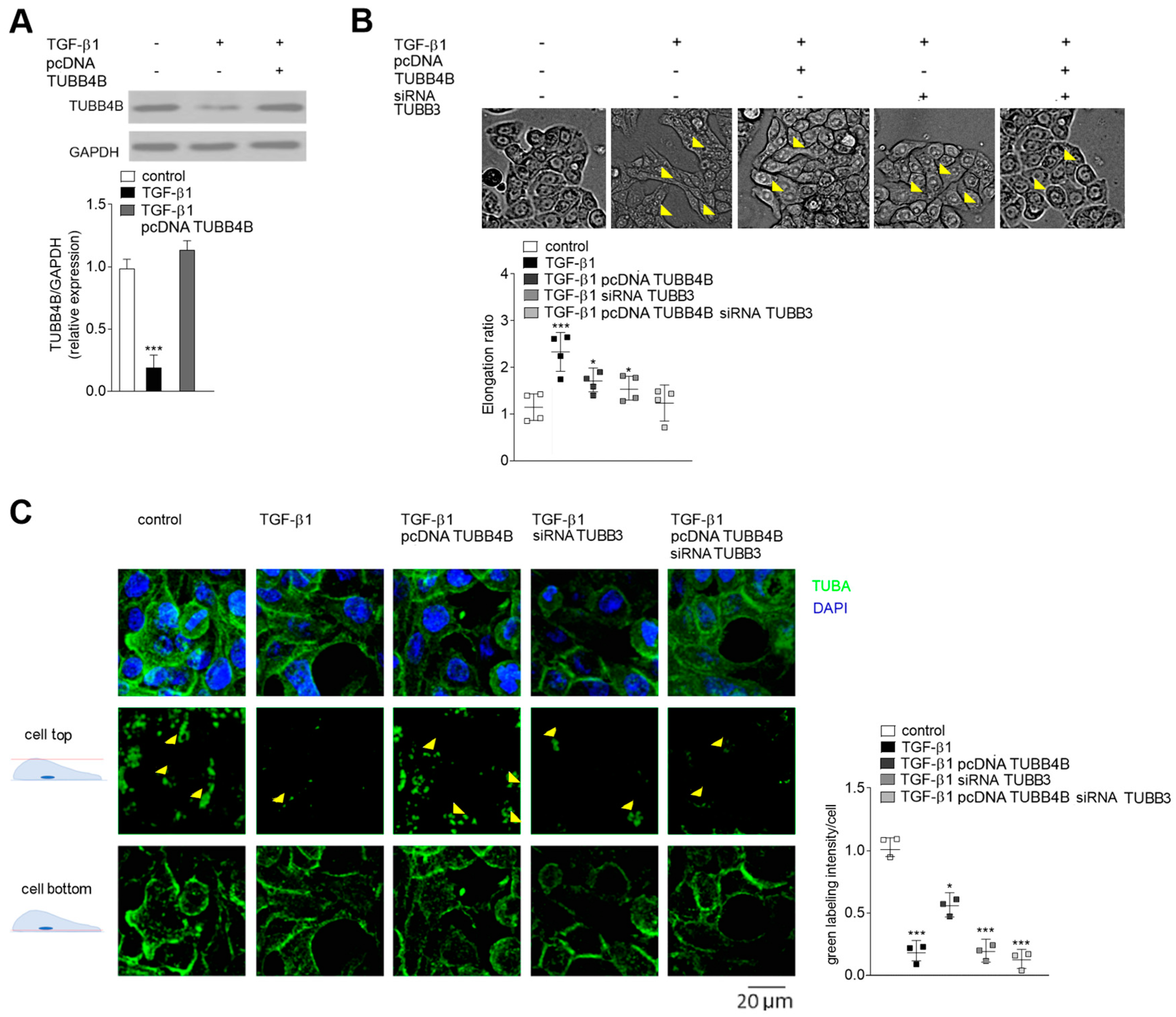 Cells 08 00810 g003
