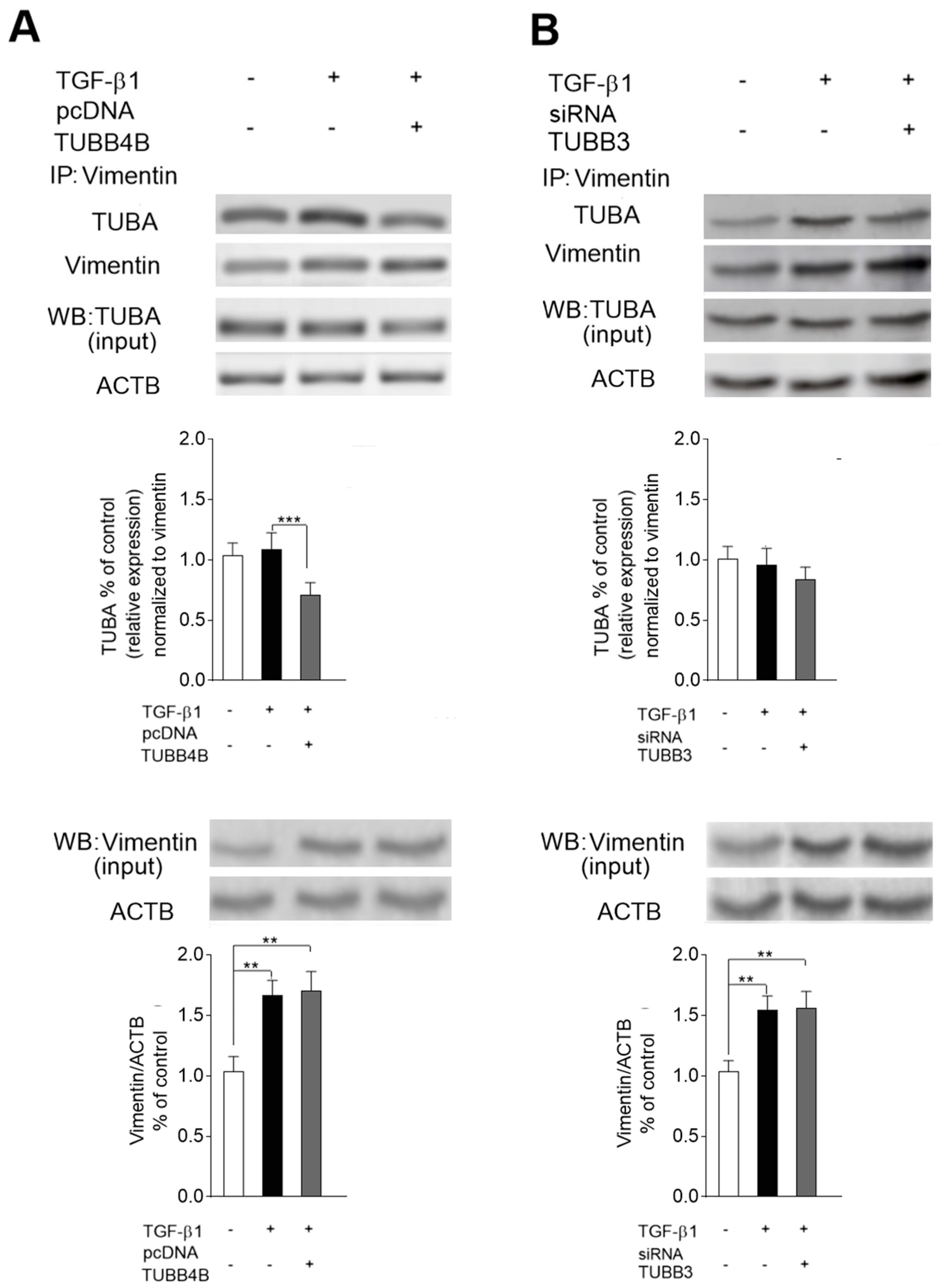 Cells 08 00810 g005