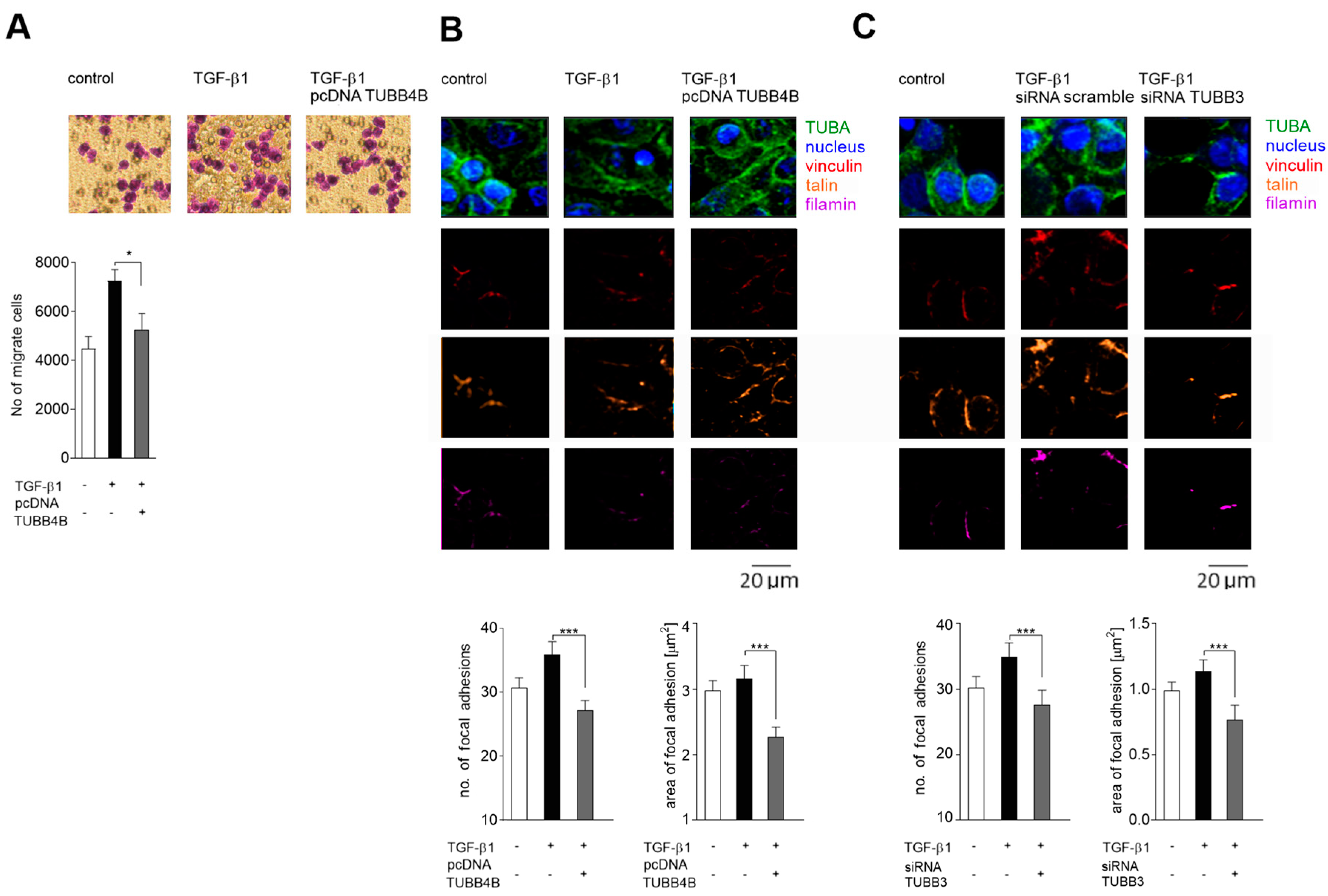 Cells 08 00810 g006