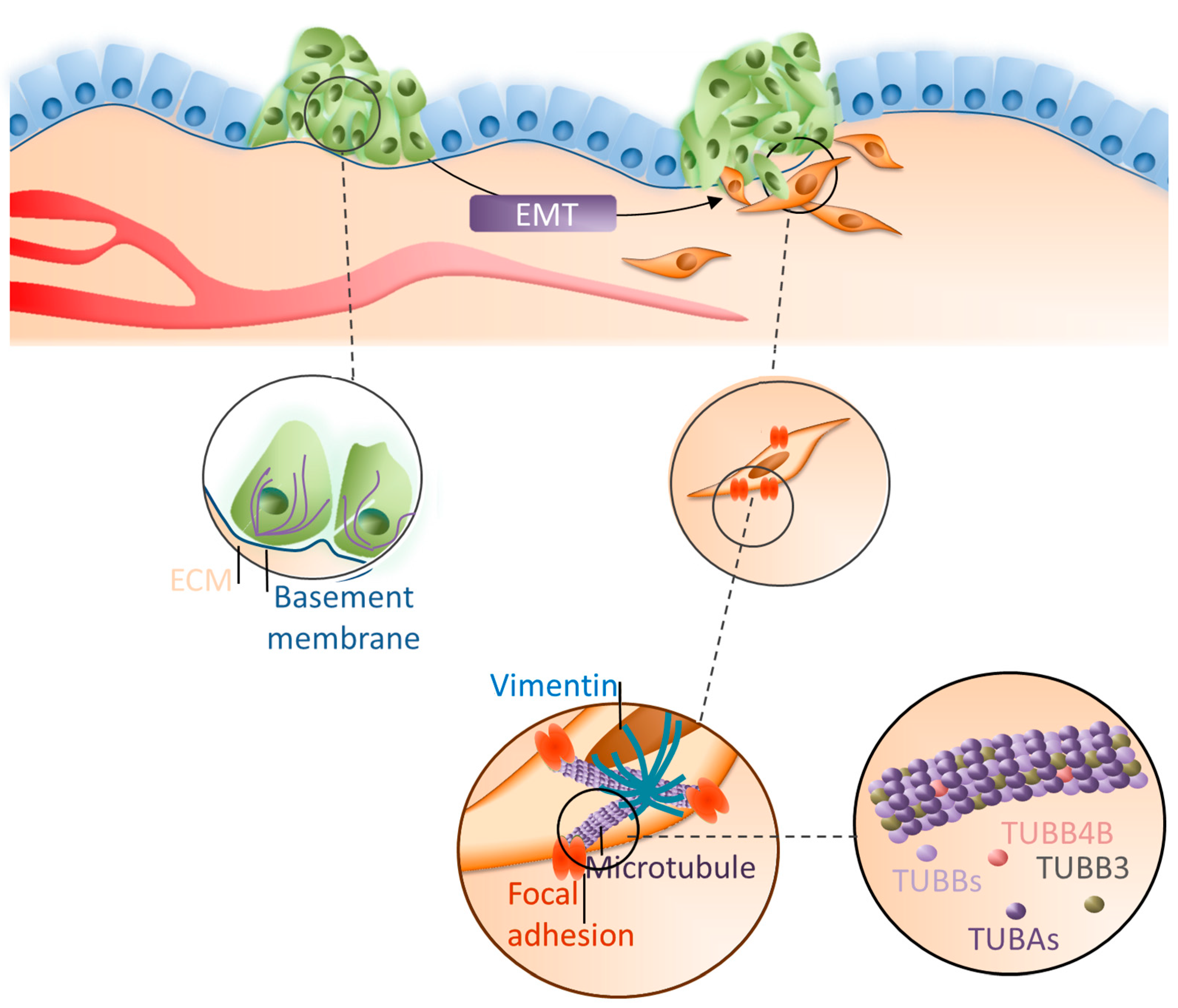 Cells 08 00810 g007