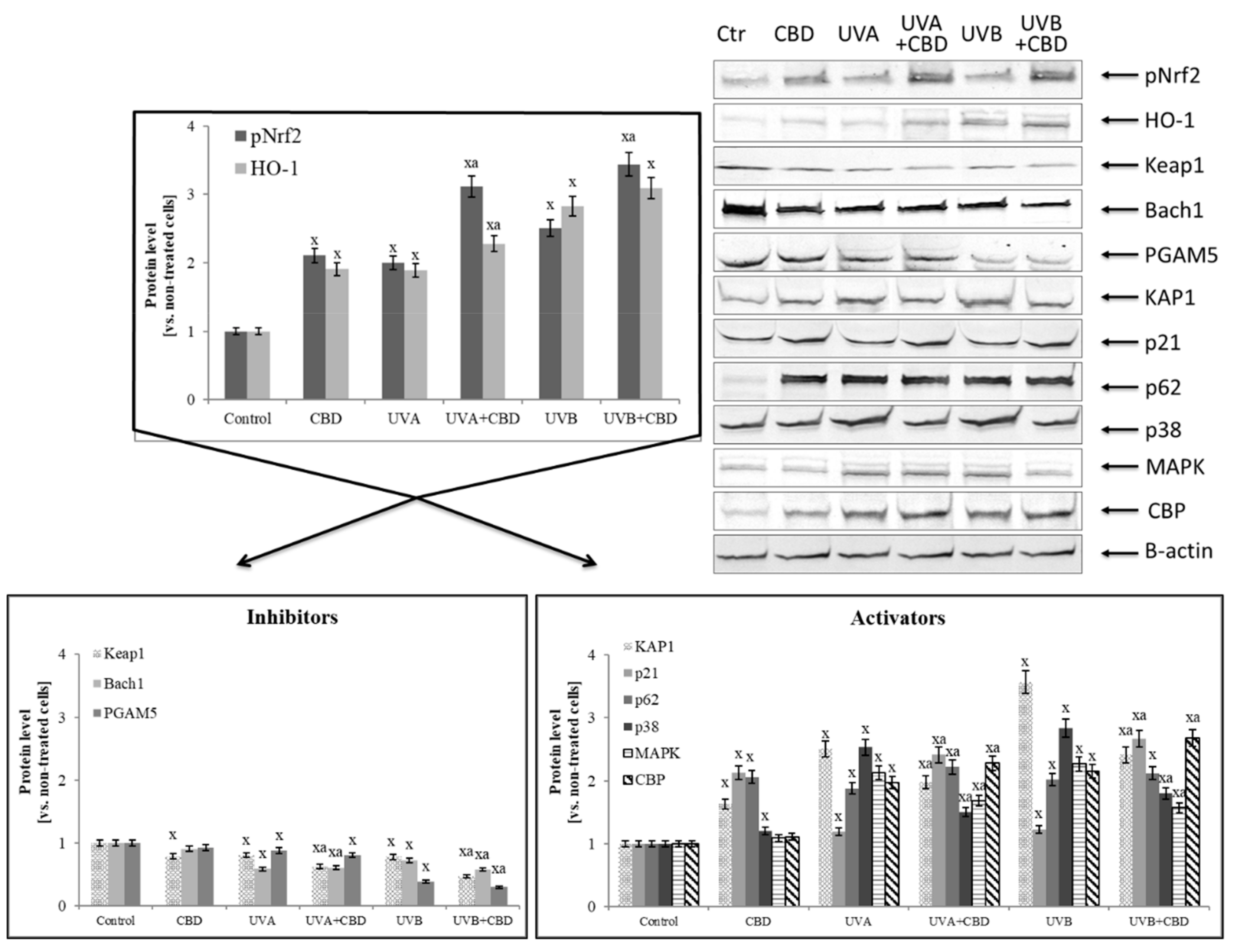 Cells 08 00827 g005