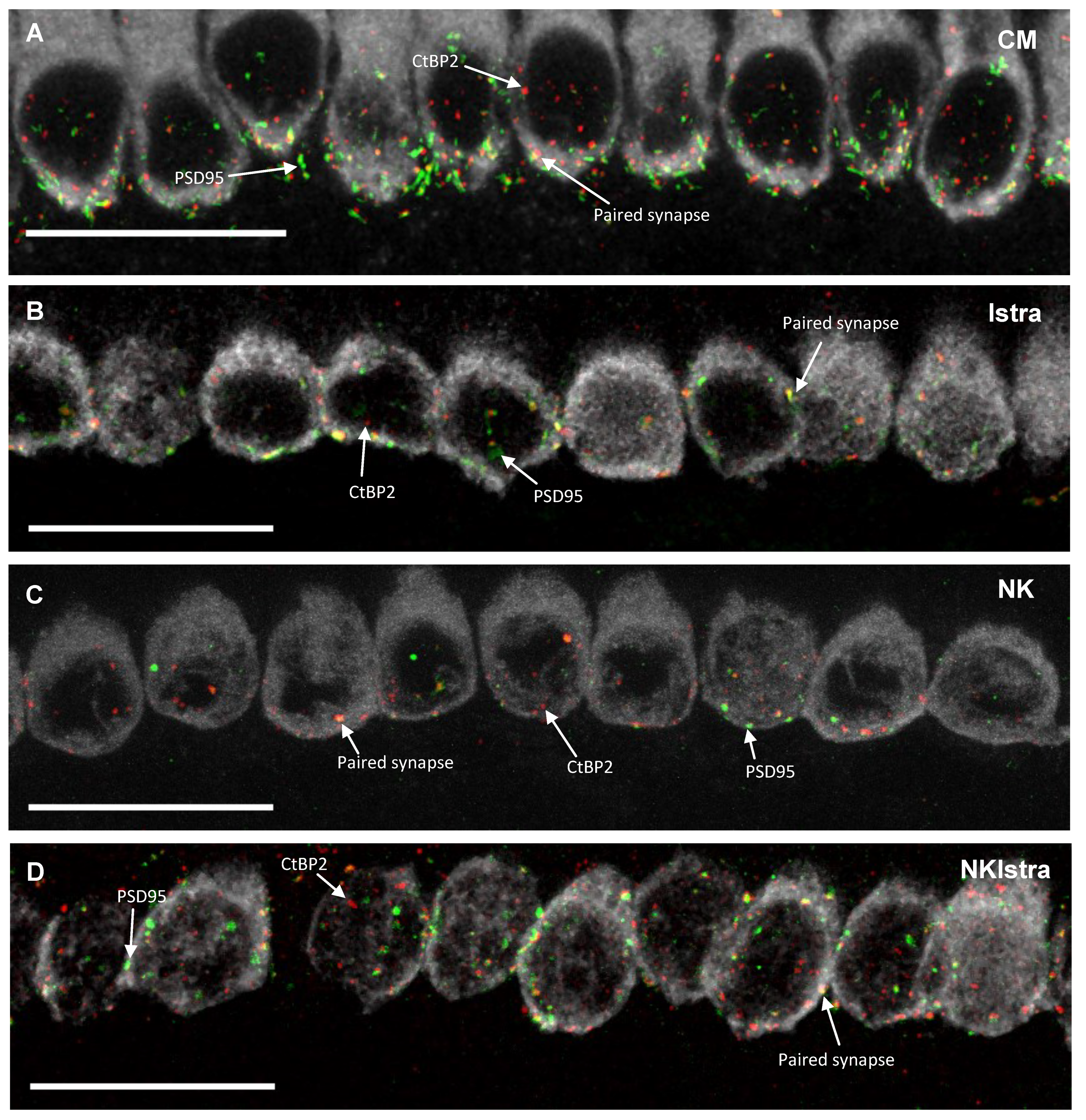 Cells 08 00877 g005a