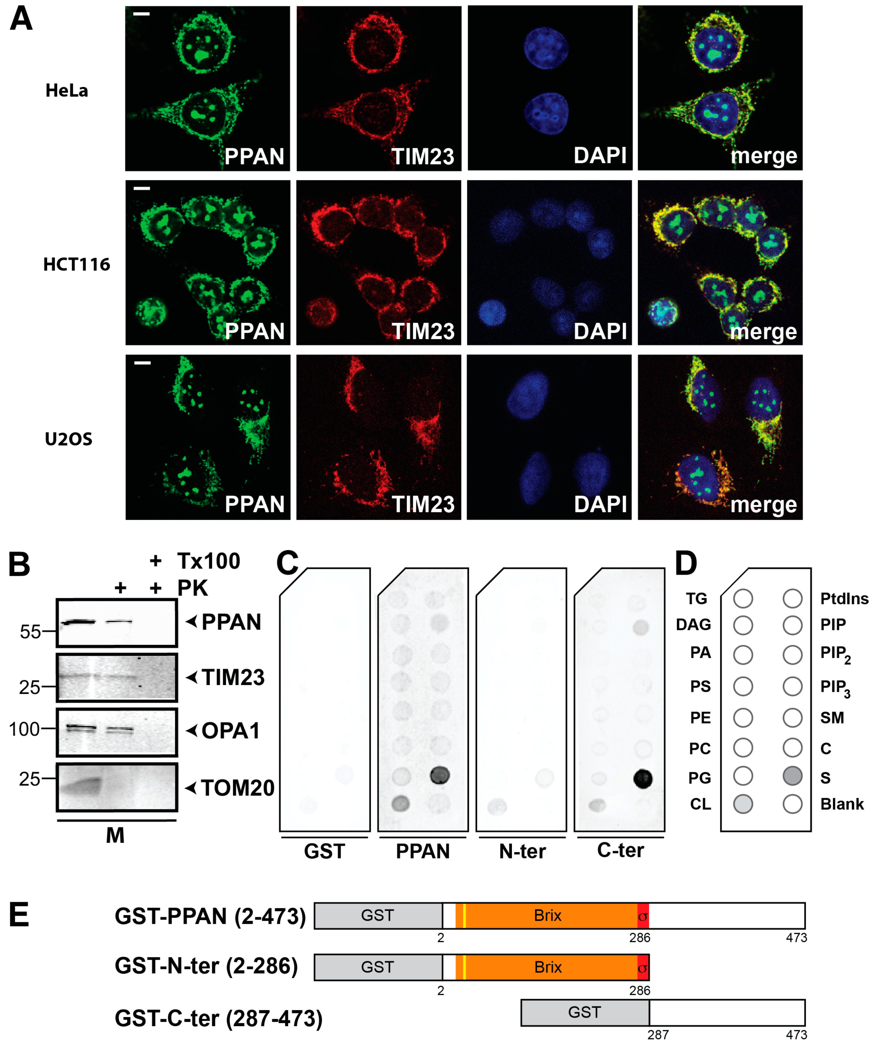 Cells 08 00894 g001 Cells 08 00894 g001