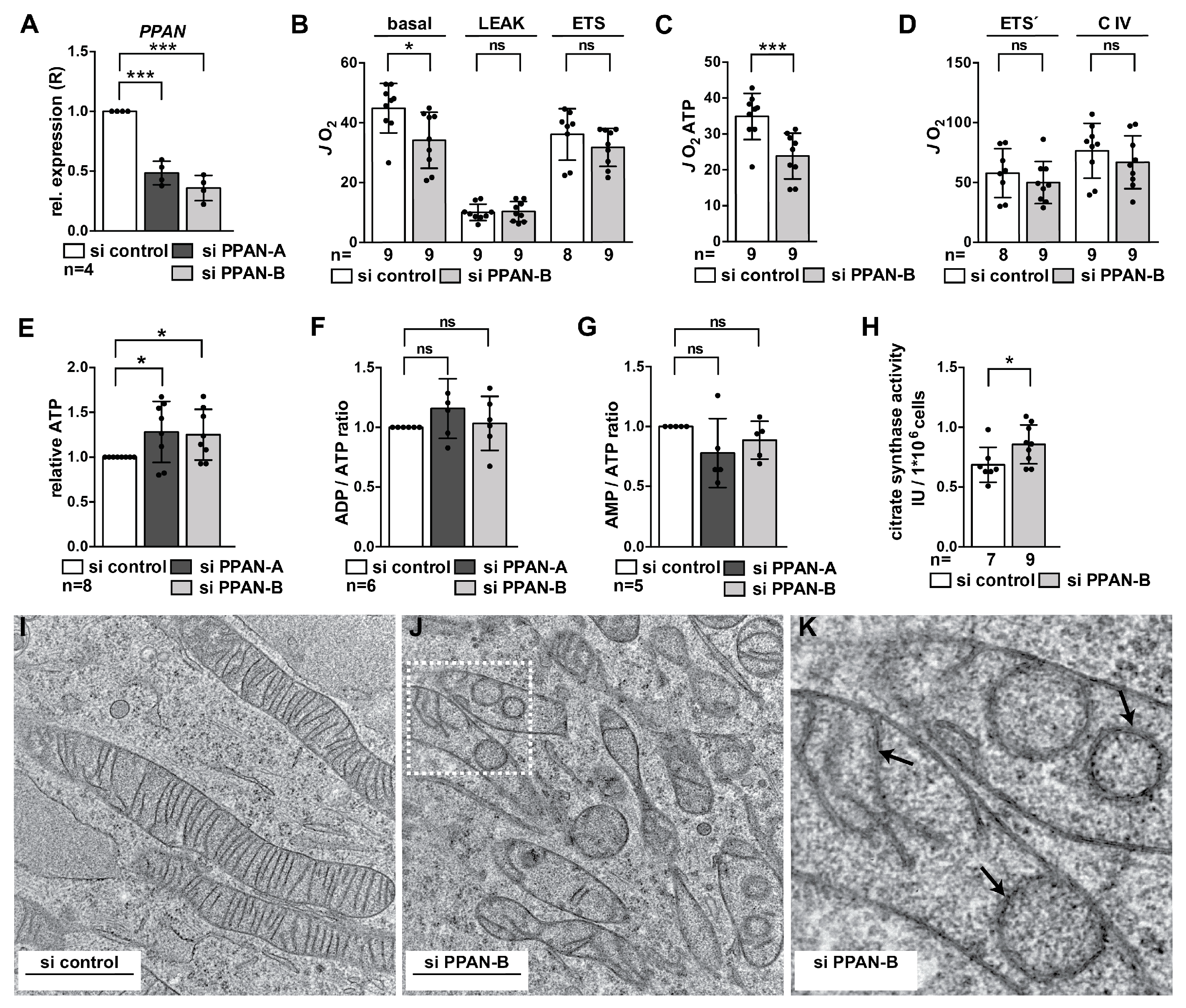 Cells 08 00894 g002 Cells 08 00894 g002