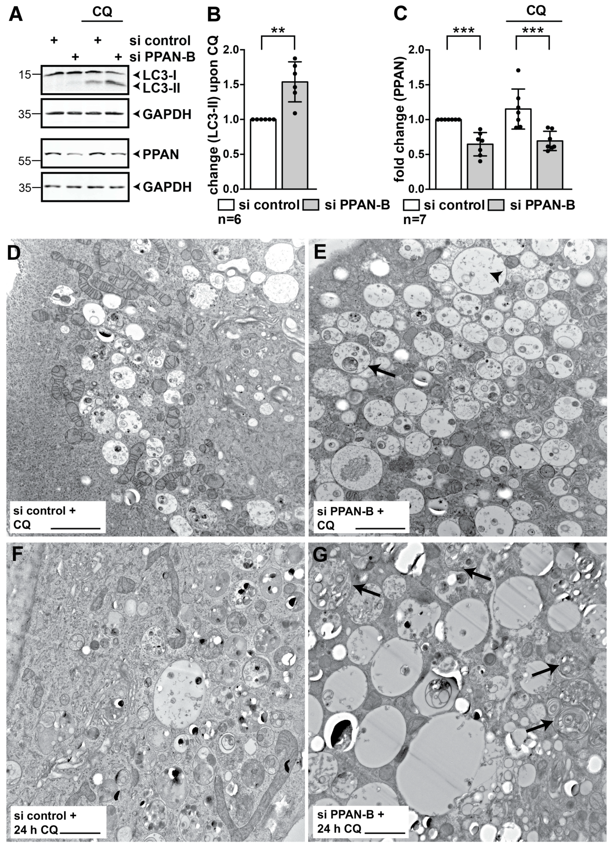Cells 08 00894 g003 Cells 08 00894 g003