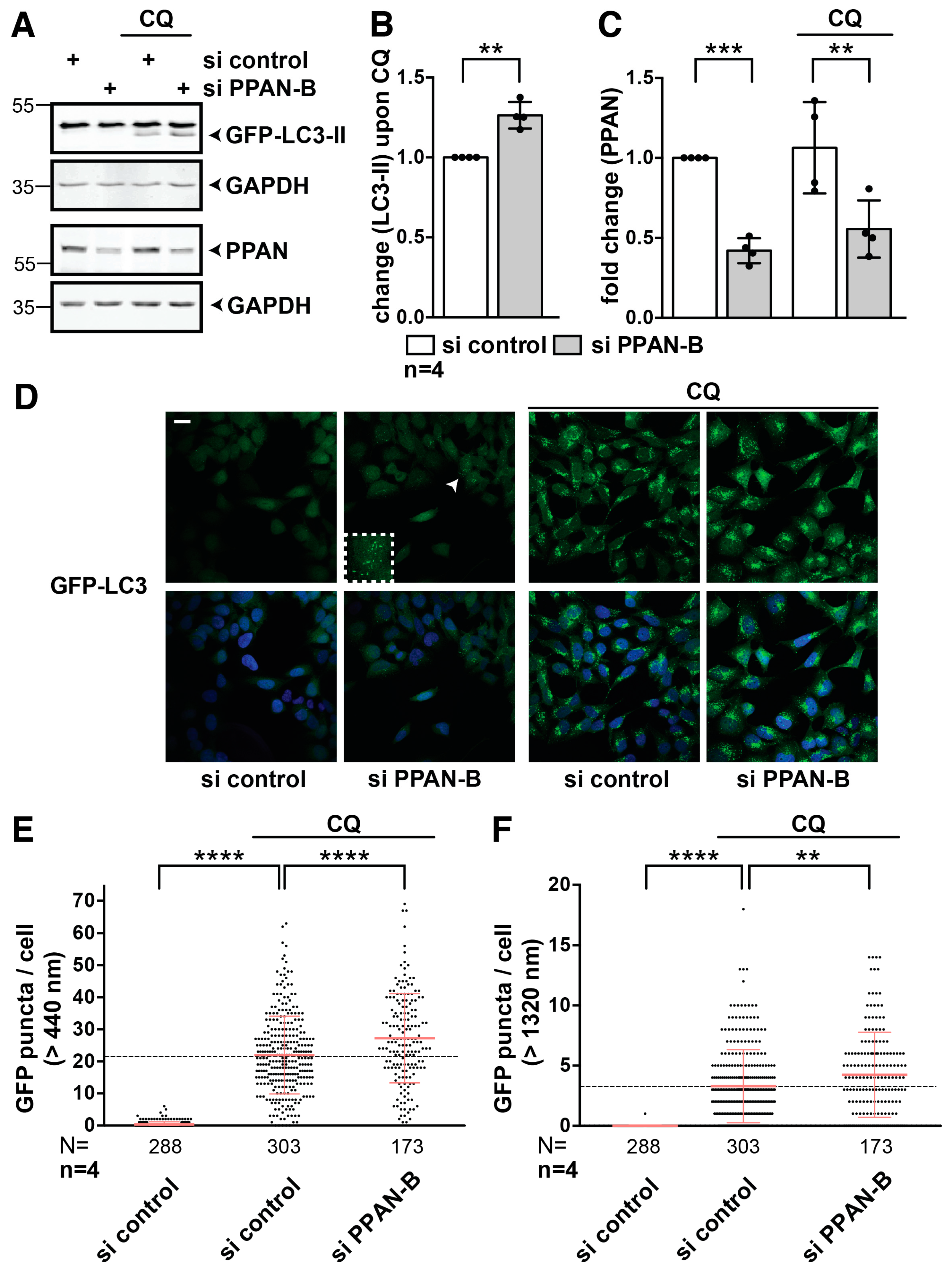 Cells 08 00894 g005 Cells 08 00894 g005