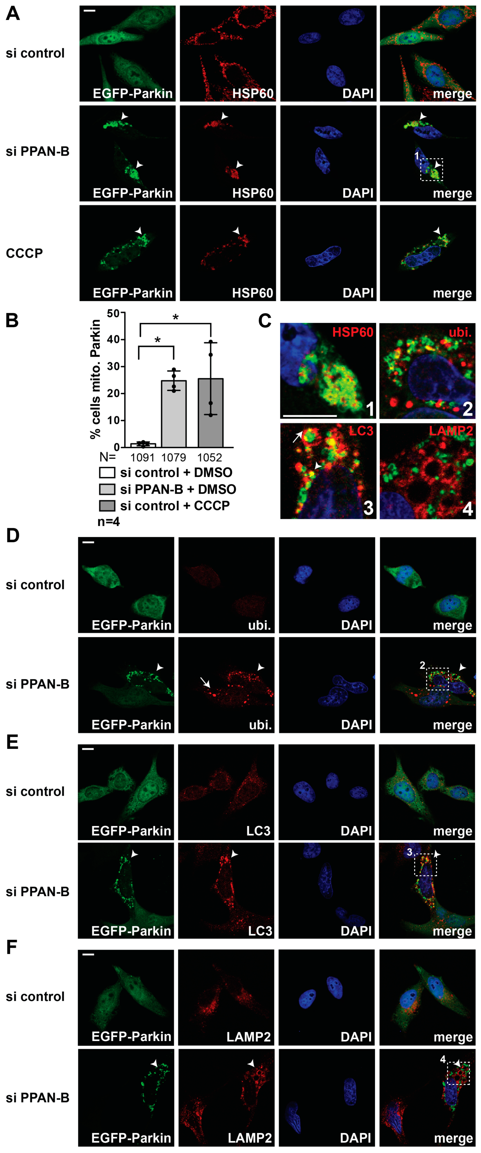 Cells 08 00894 g006 Cells 08 00894 g006