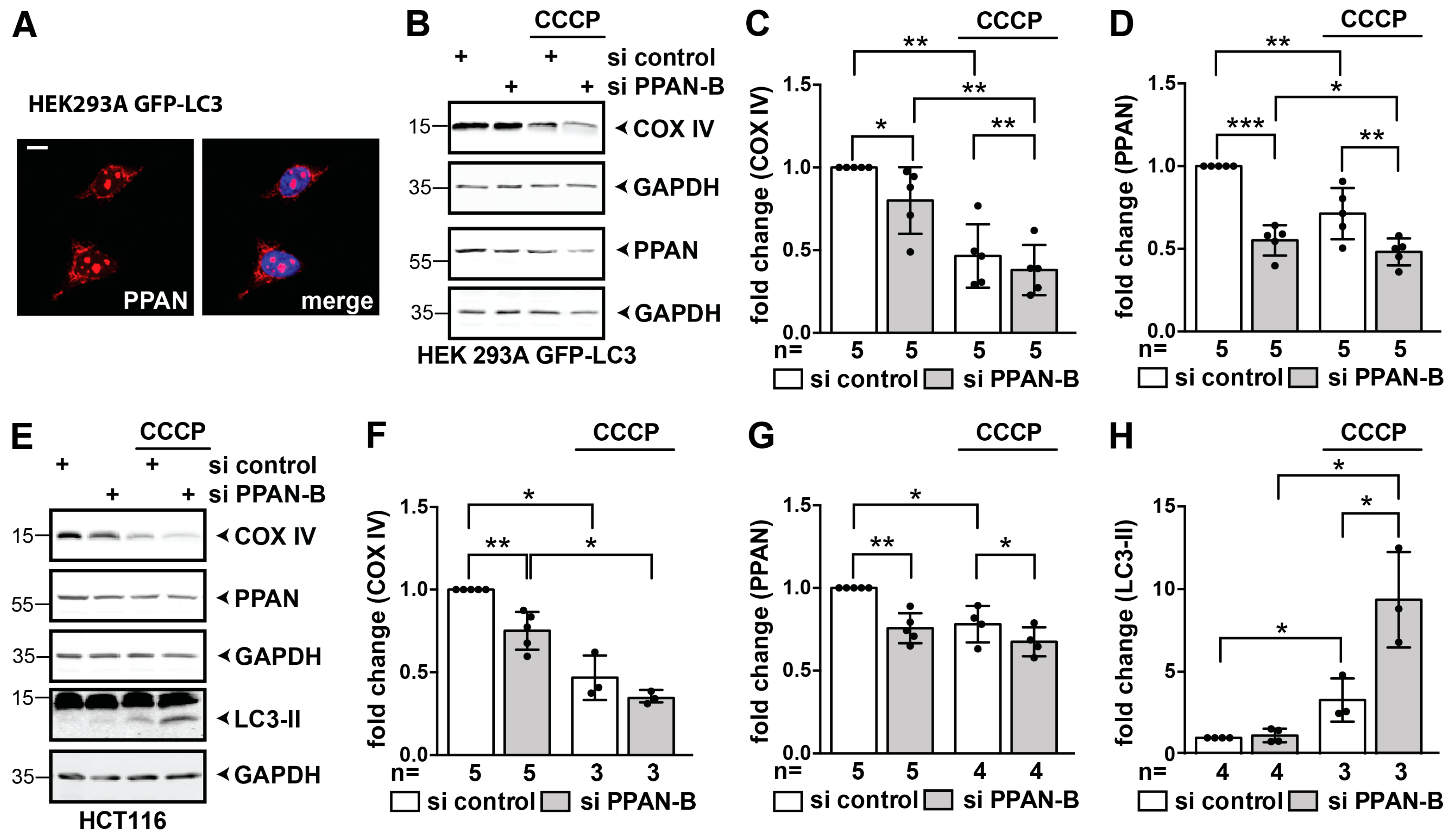 Cells 08 00894 g007 Cells 08 00894 g007