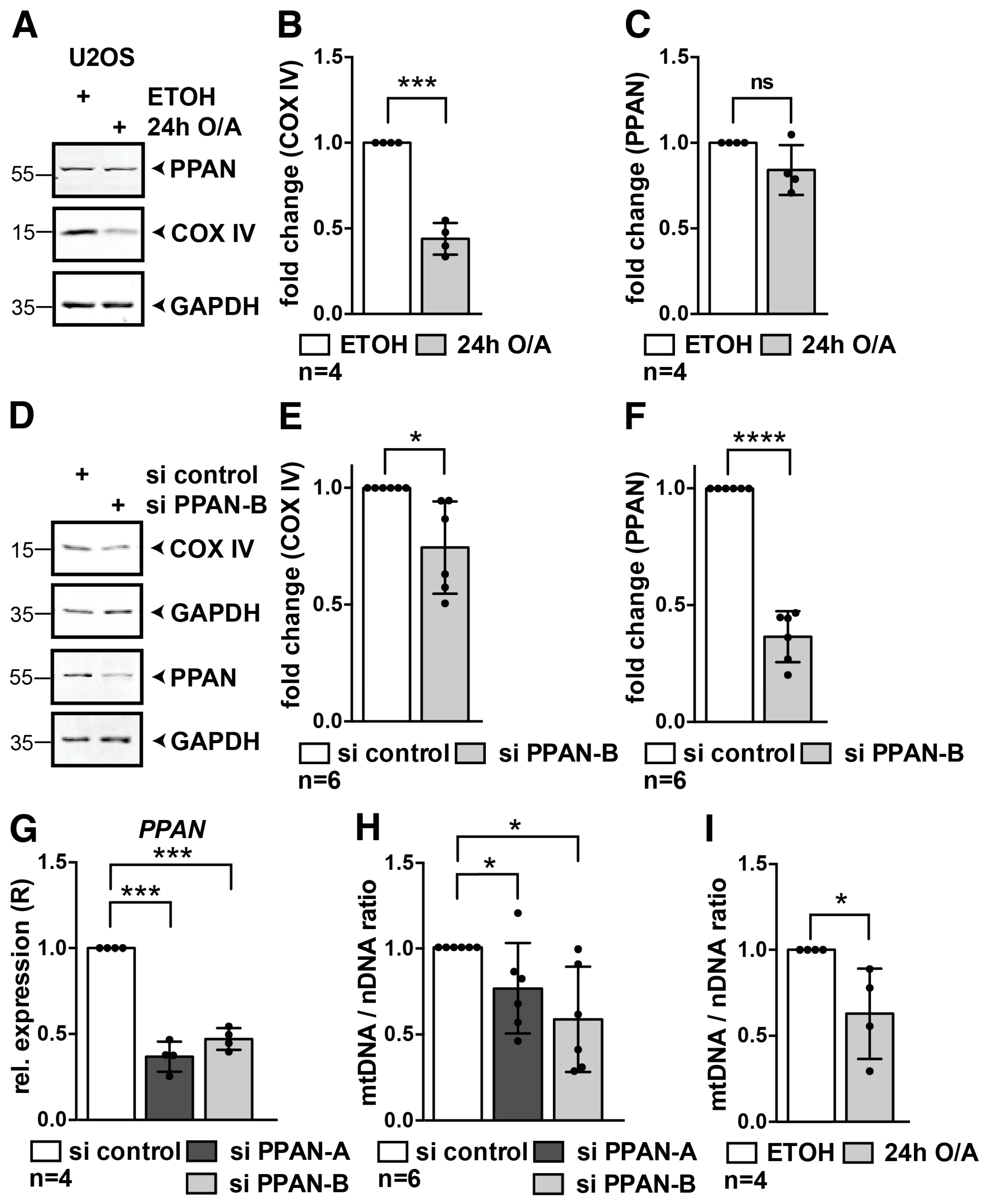 Cells 08 00894 g008 Cells 08 00894 g008