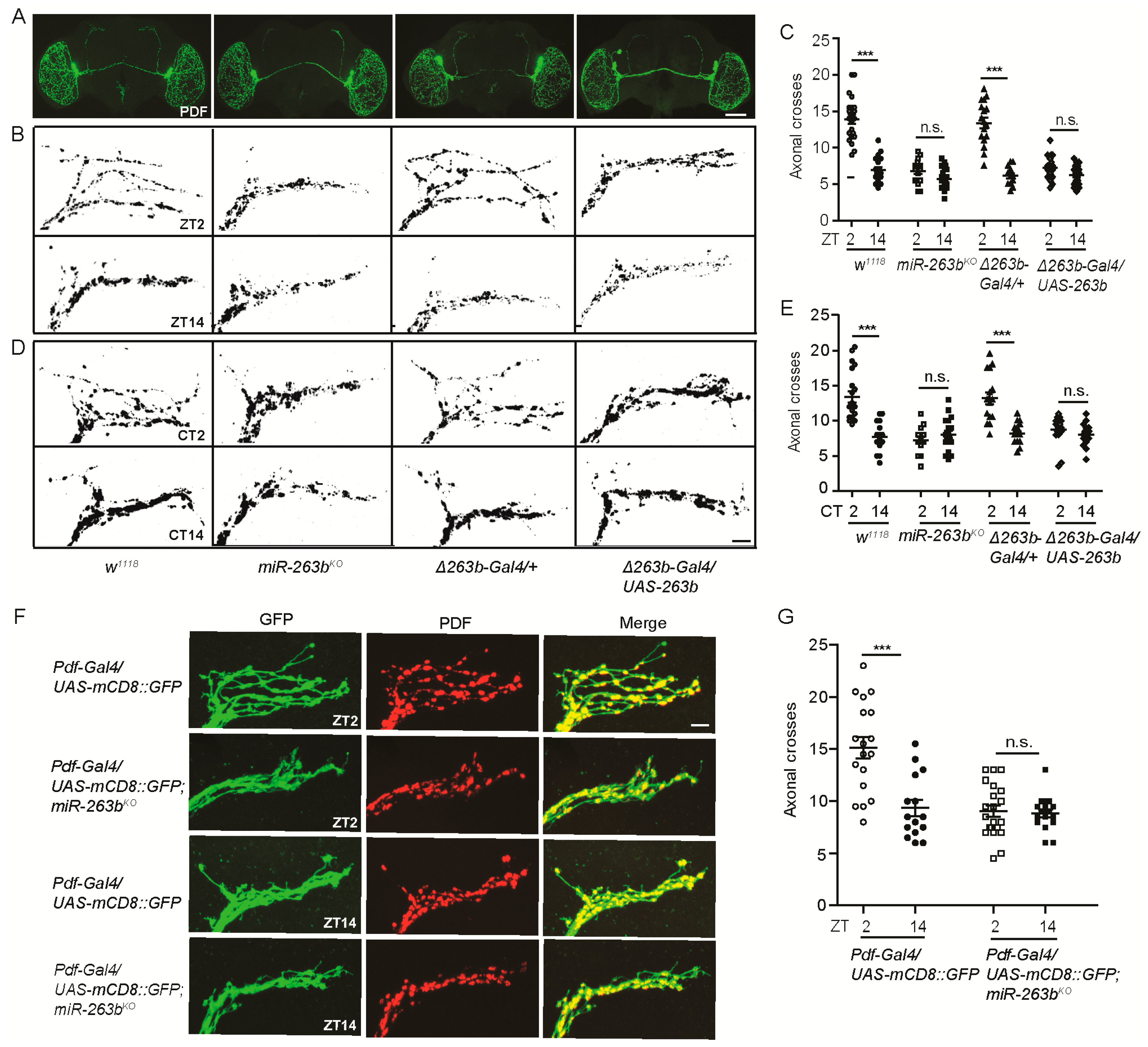 Cells 08 00923 g002