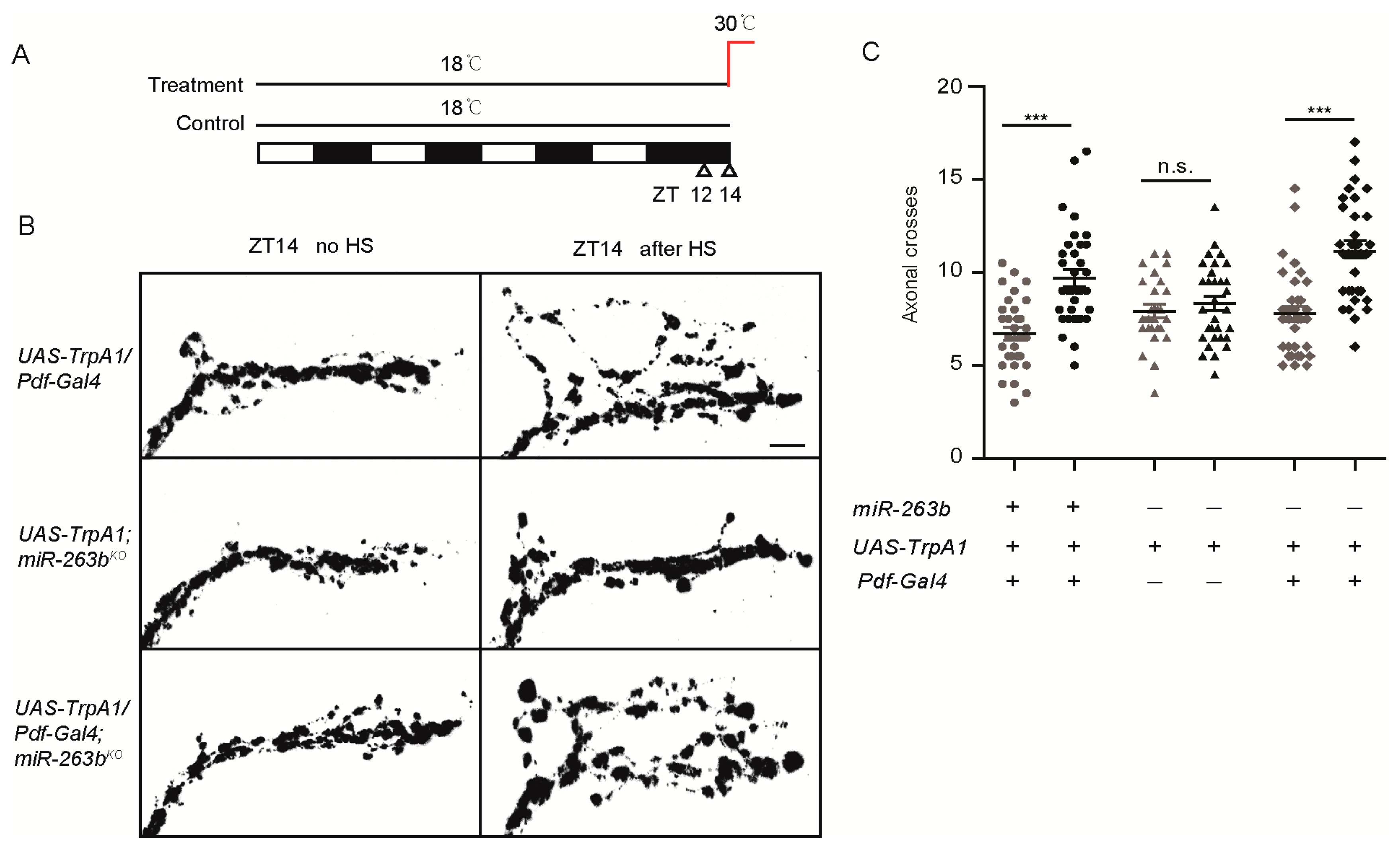 Cells 08 00923 g003