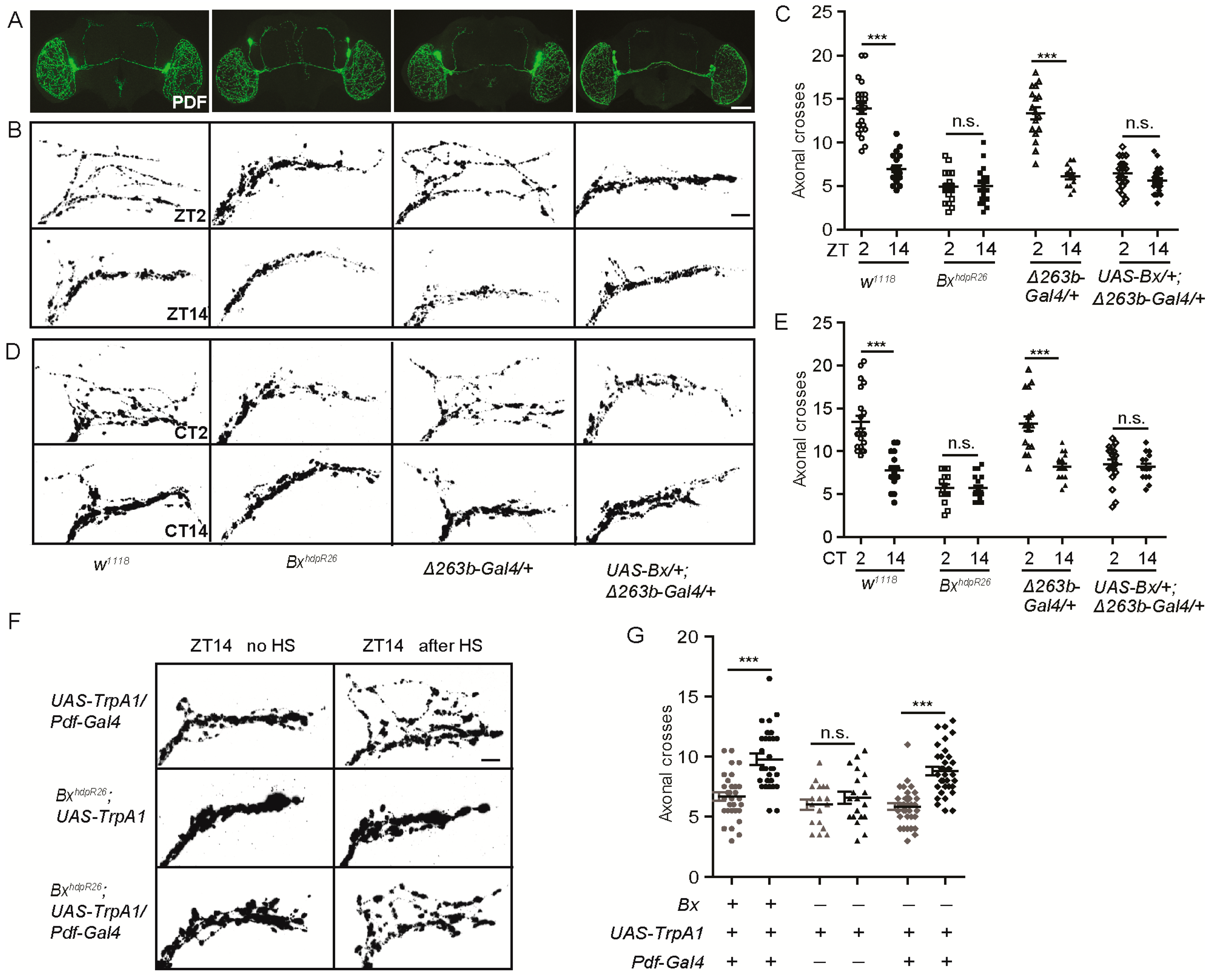 Cells 08 00923 g006