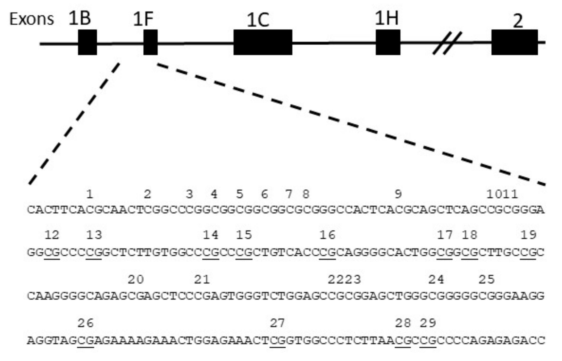 Cells 08 00943 g001