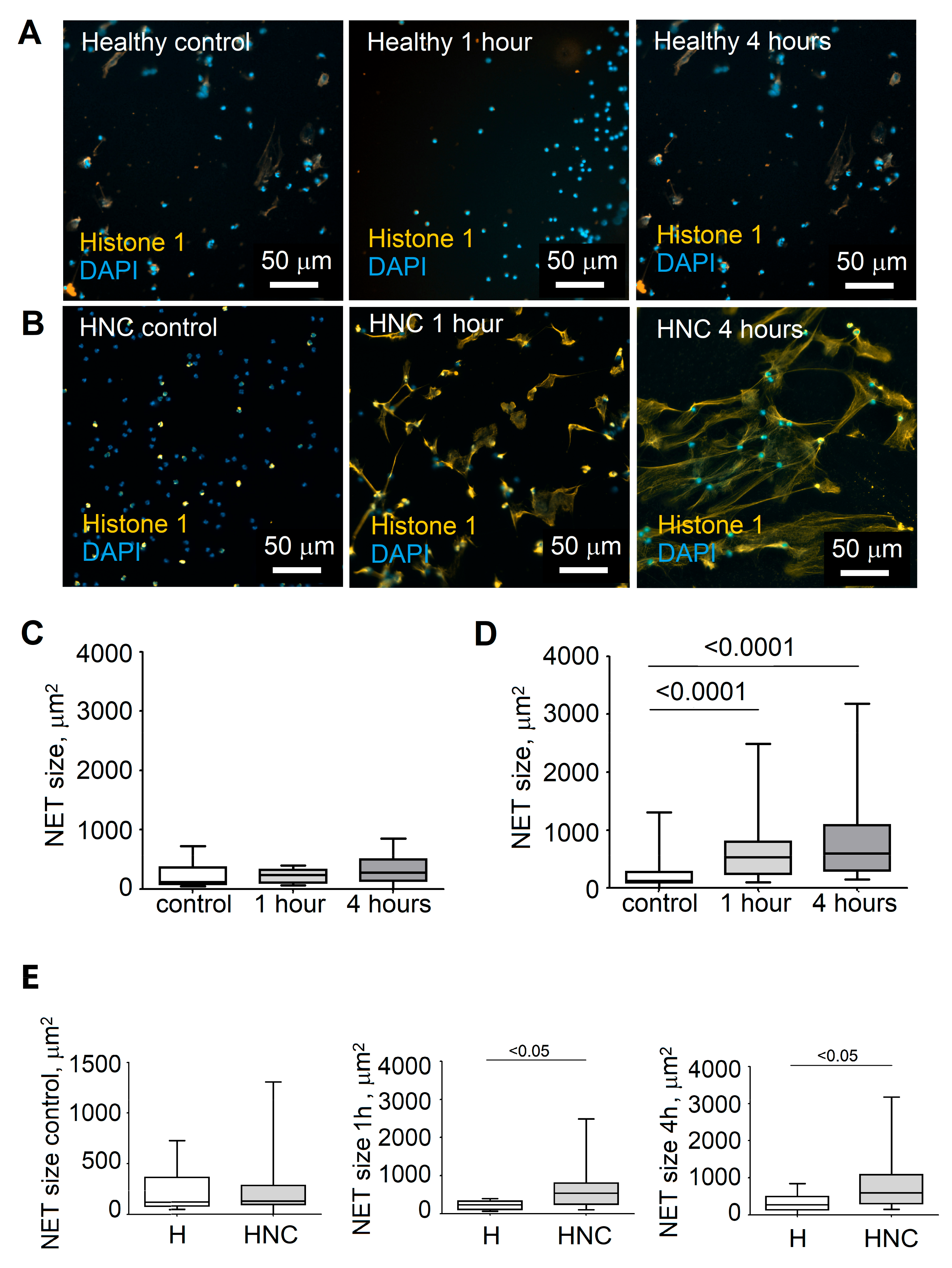 Cells 08 00946 g001 Cells 08 00946 g001