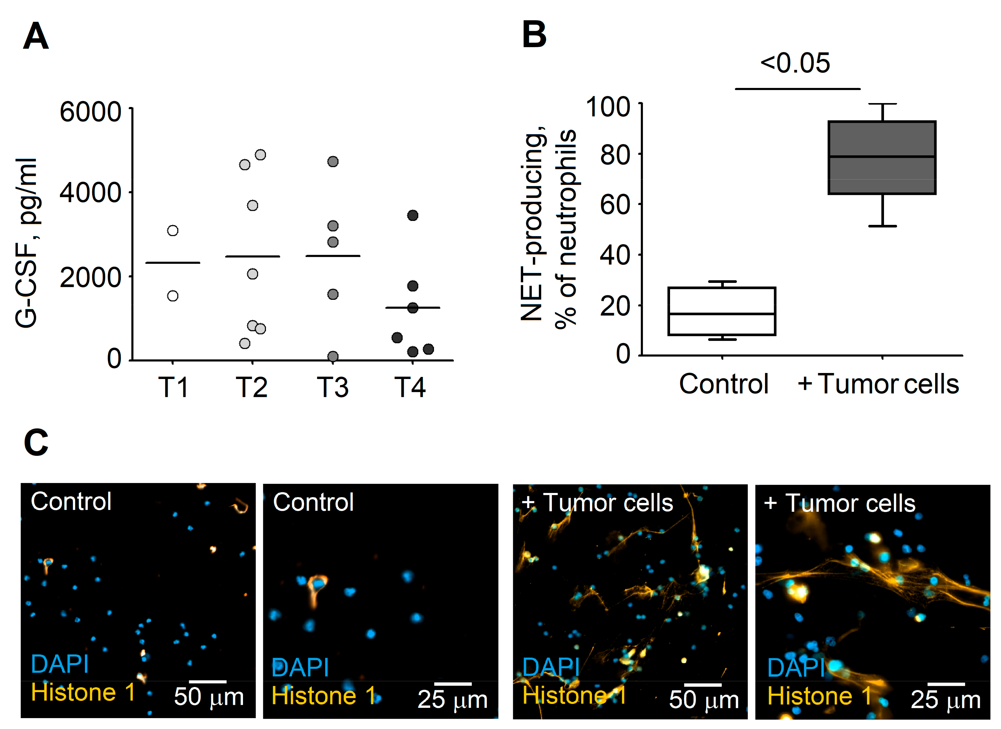 Cells 08 00946 g005 Cells 08 00946 g005