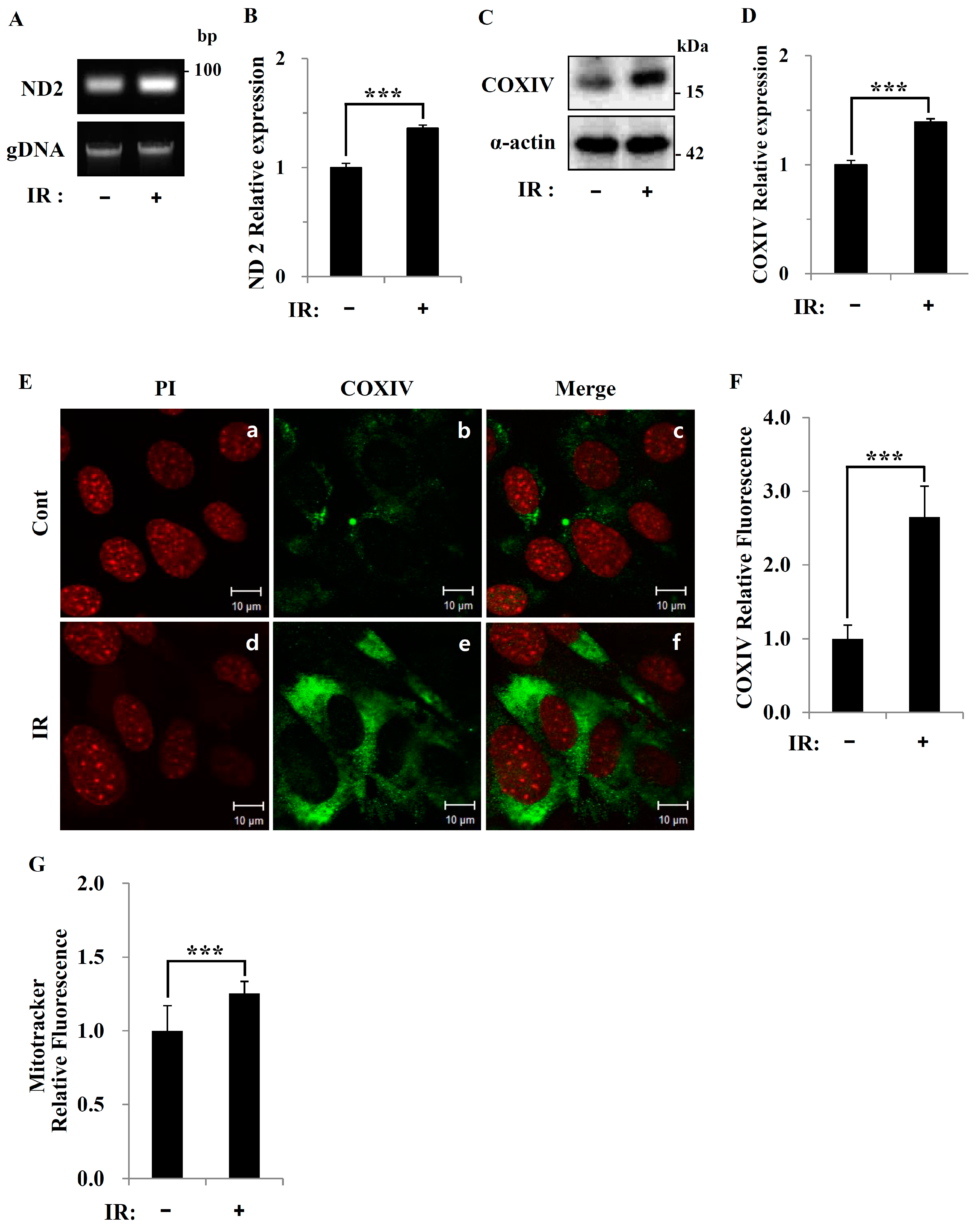 Cells 08 00950 g003a Cells 08 00950 g003a
