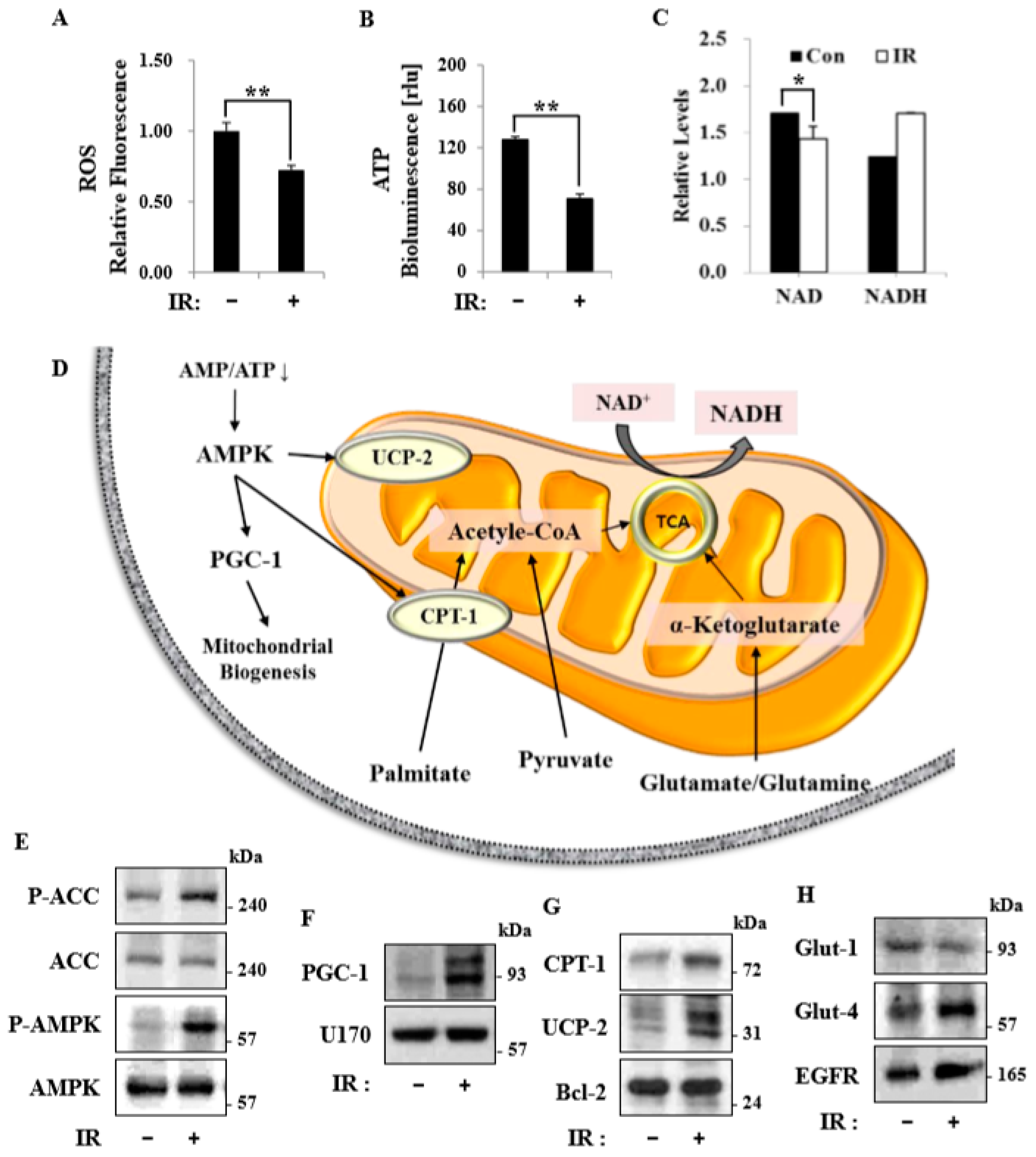 Cells 08 00950 g007 Cells 08 00950 g007