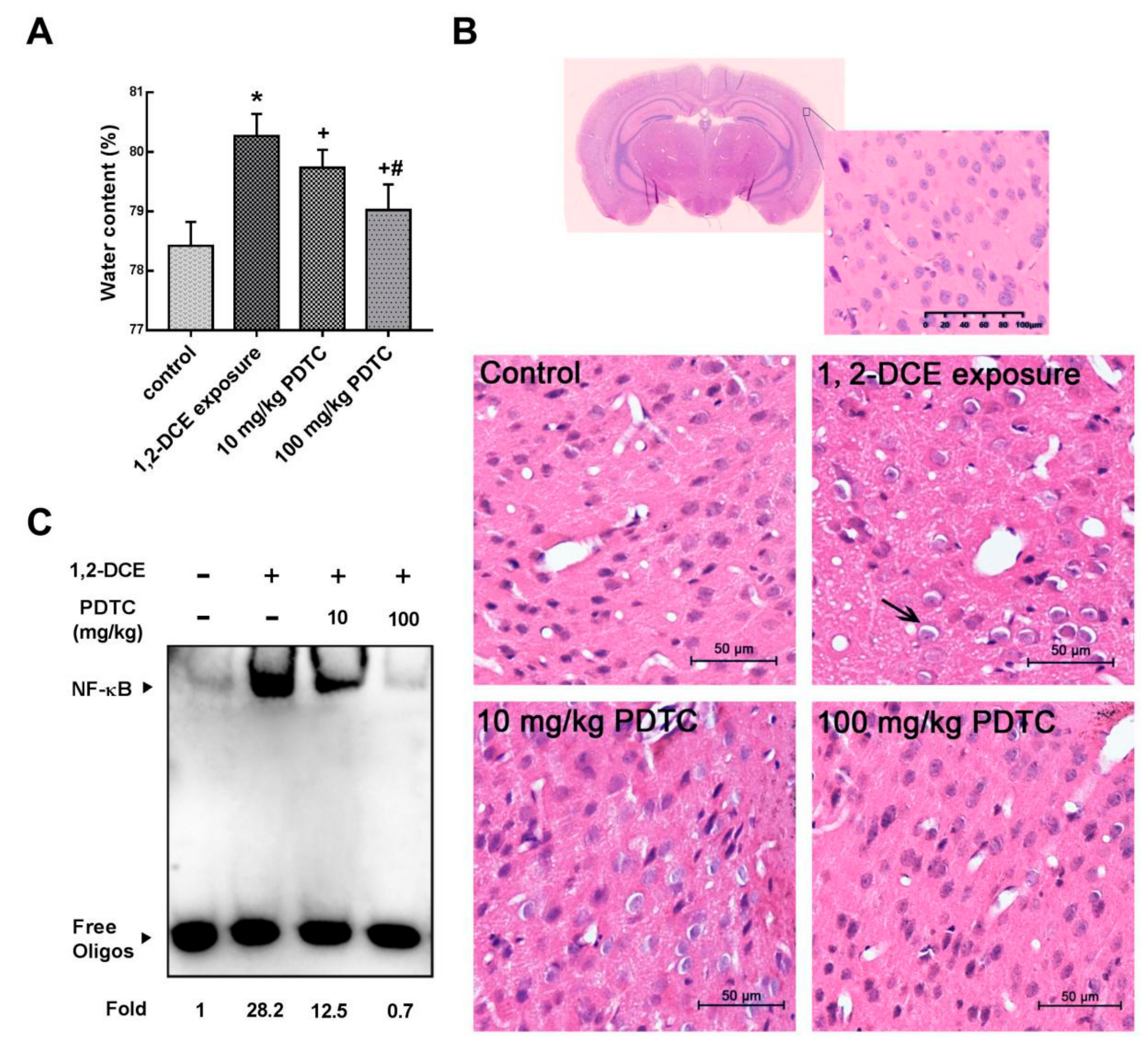 Cells 08 00987 g001 Cells 08 00987 g001