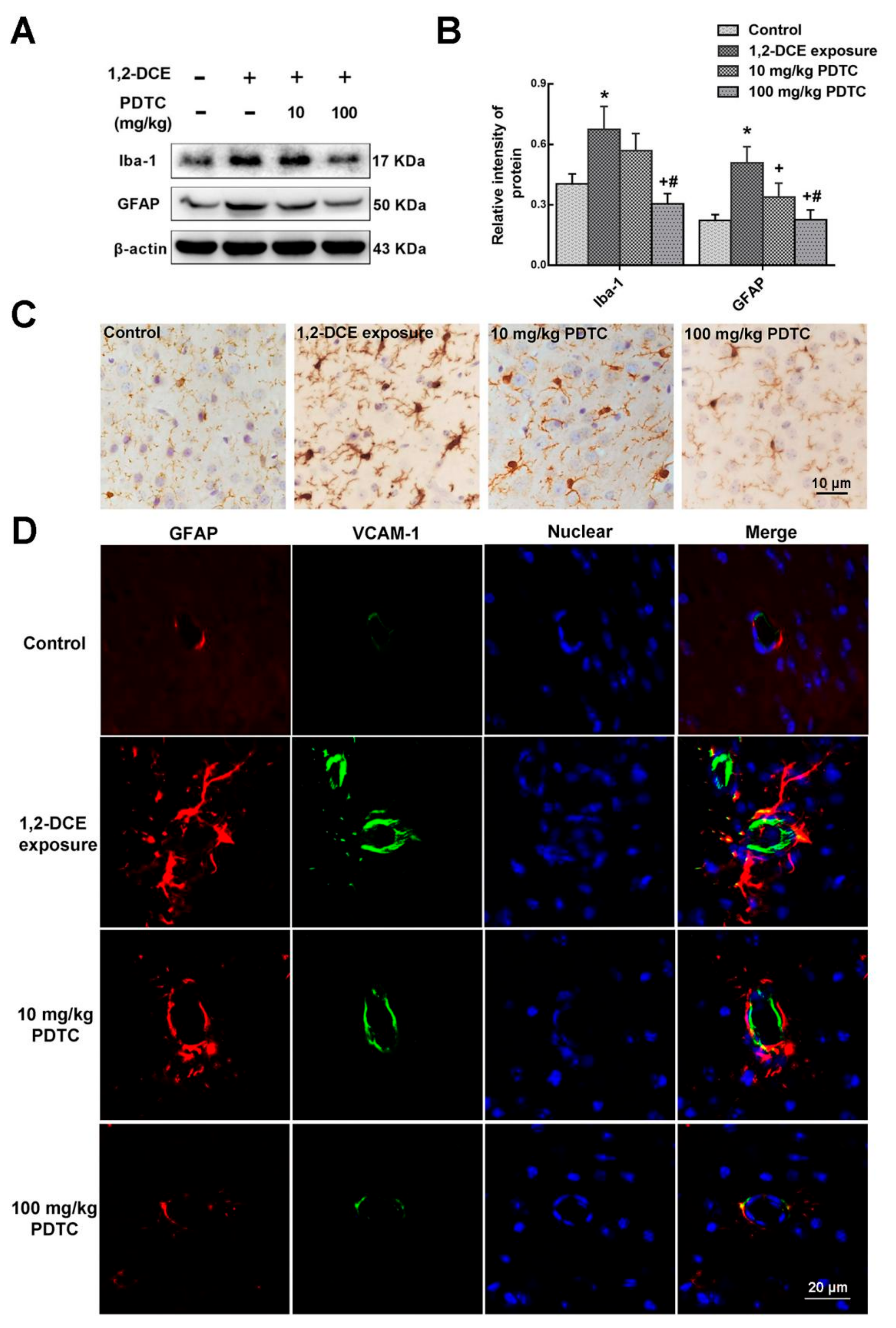 Cells 08 00987 g004 Cells 08 00987 g004