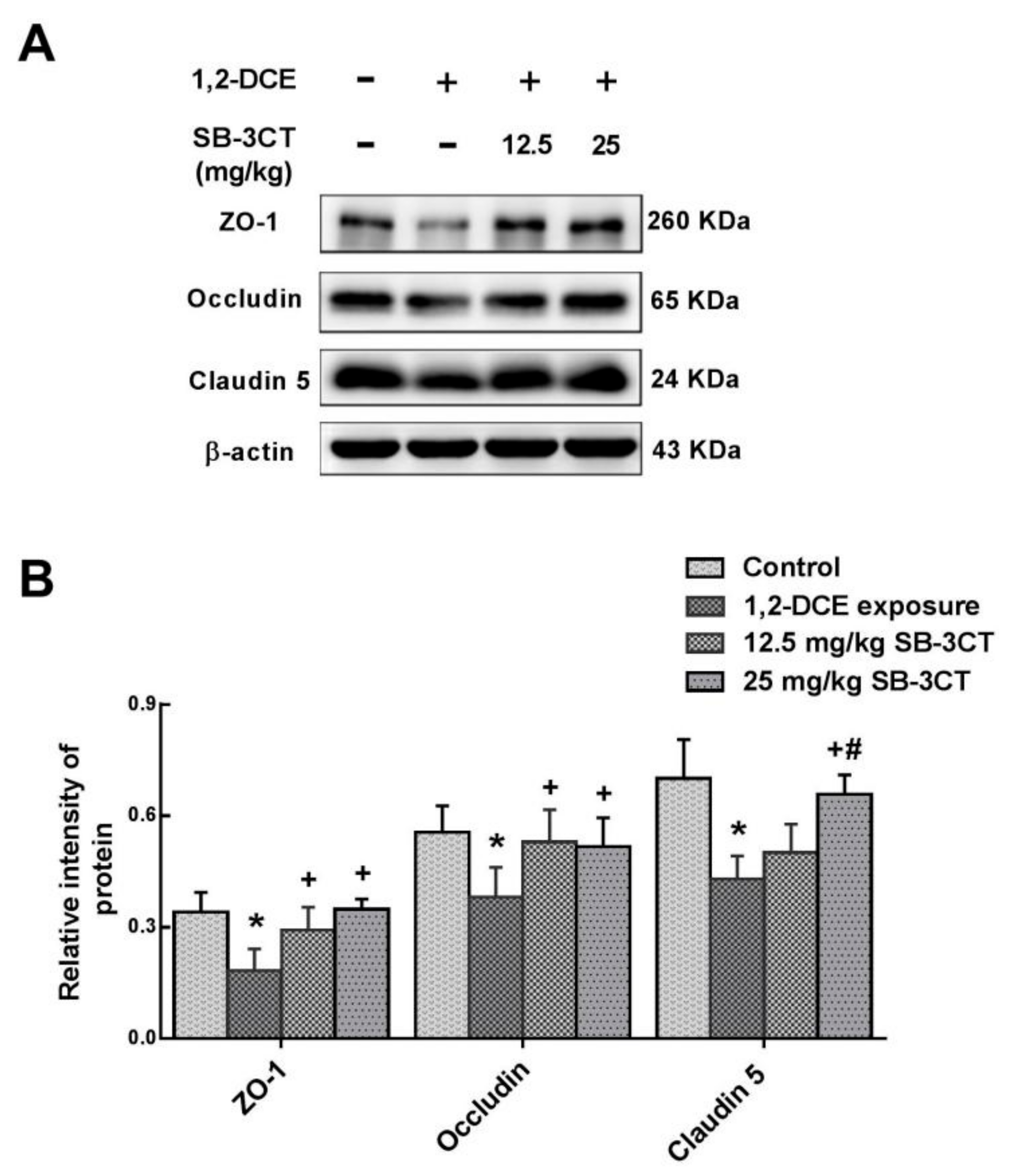 Cells 08 00987 g005 Cells 08 00987 g005