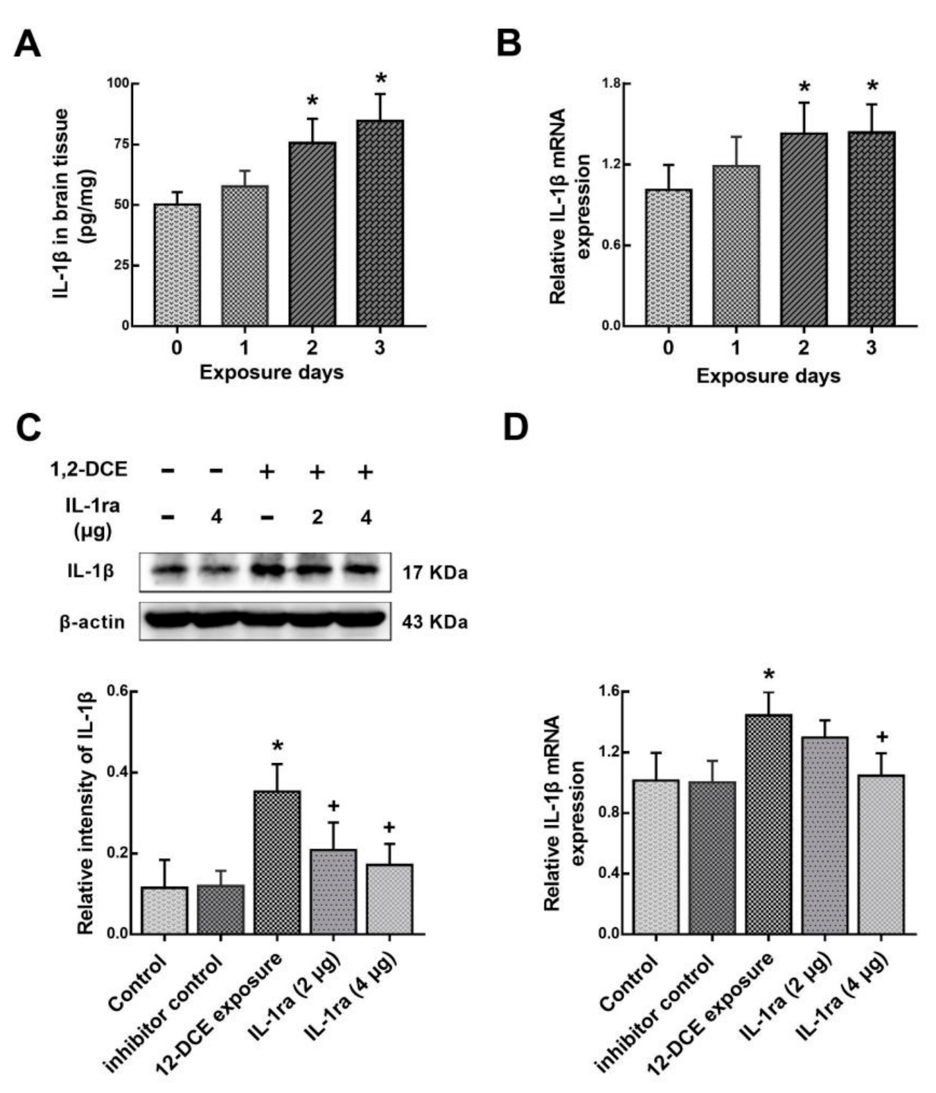 Cells 08 00987 g007 Cells 08 00987 g007