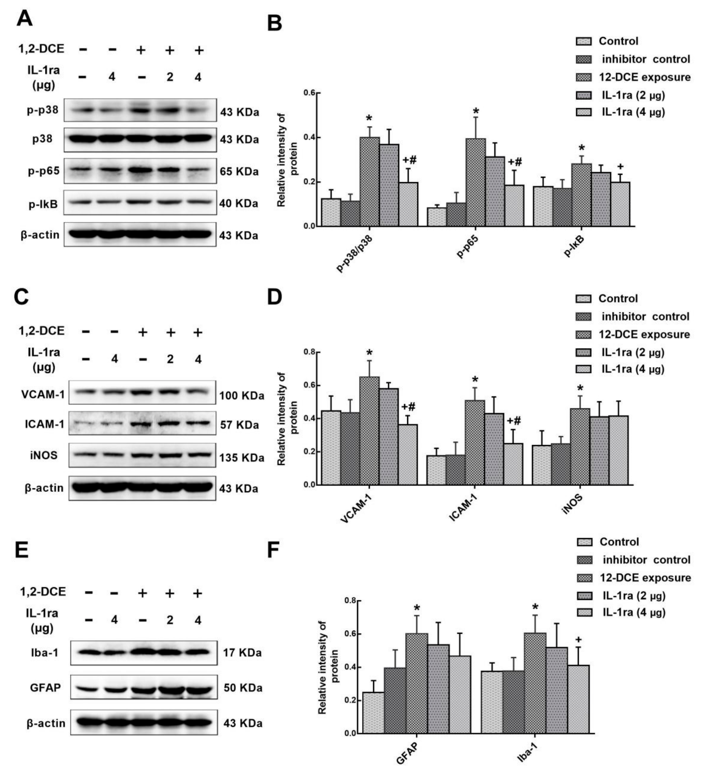 Cells 08 00987 g008 Cells 08 00987 g008