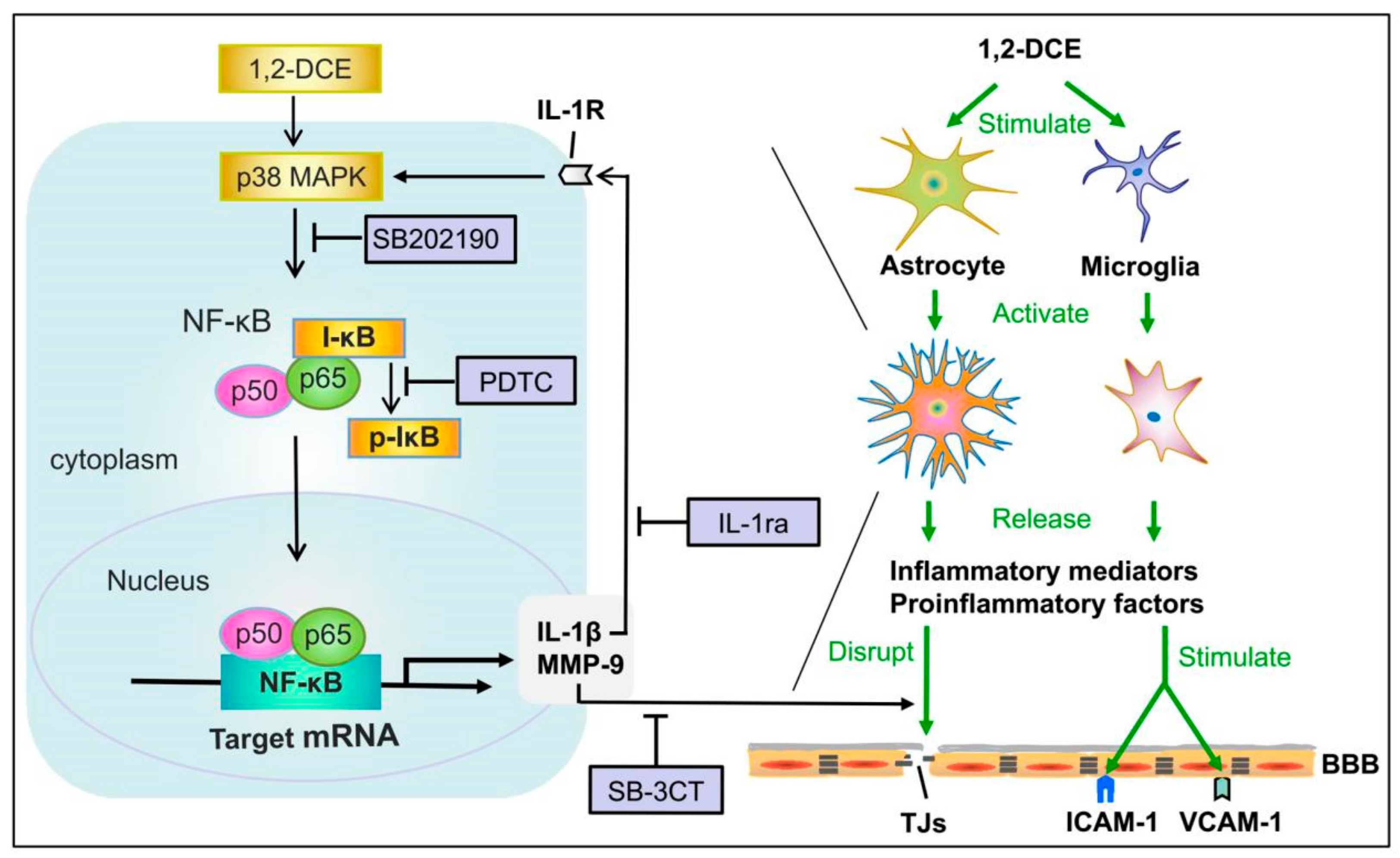 Cells 08 00987 g009 Cells 08 00987 g009