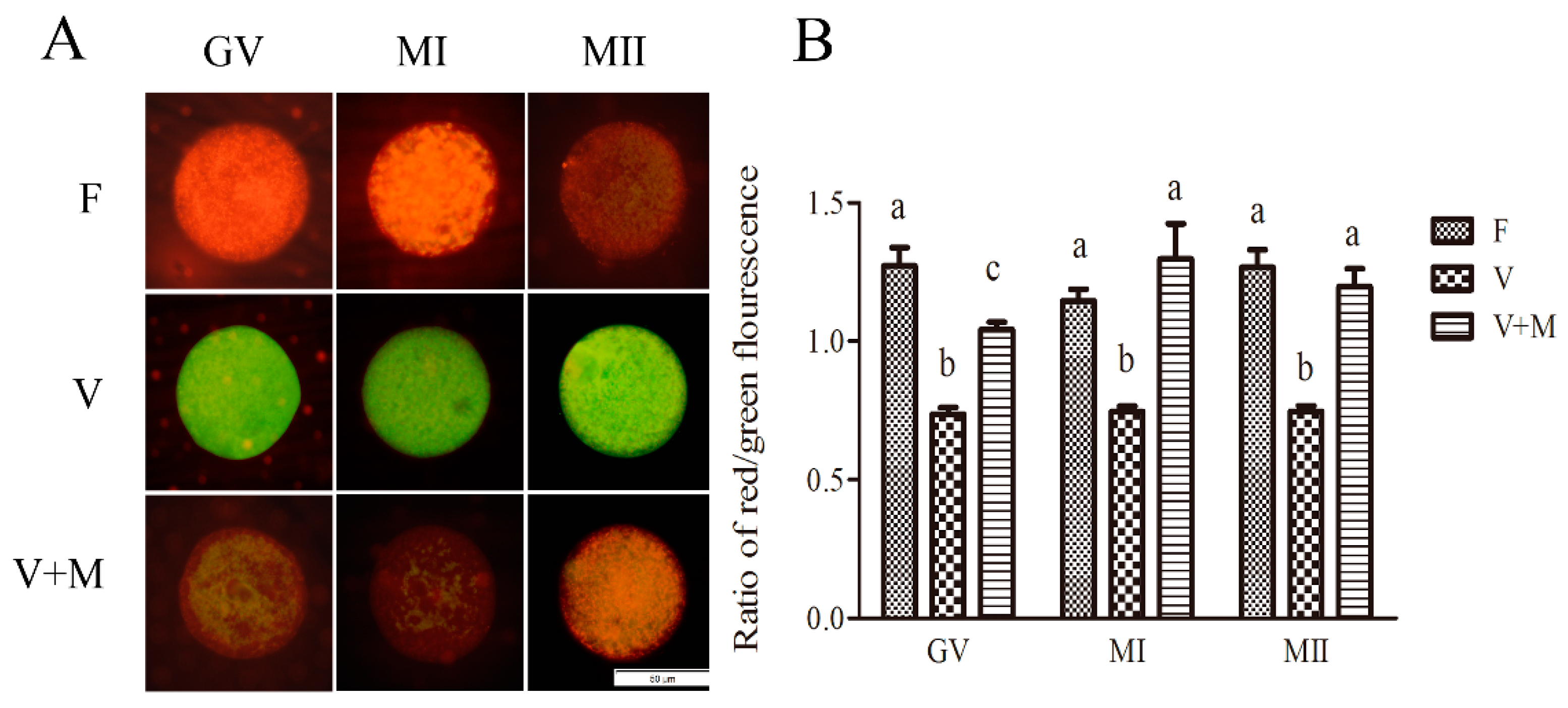 Cells 08 01009 g003 Cells 08 01009 g003